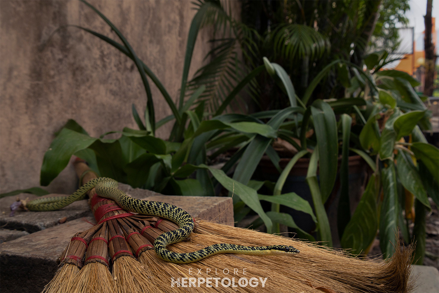 Golden flying snake (Chrysopelea ornata)