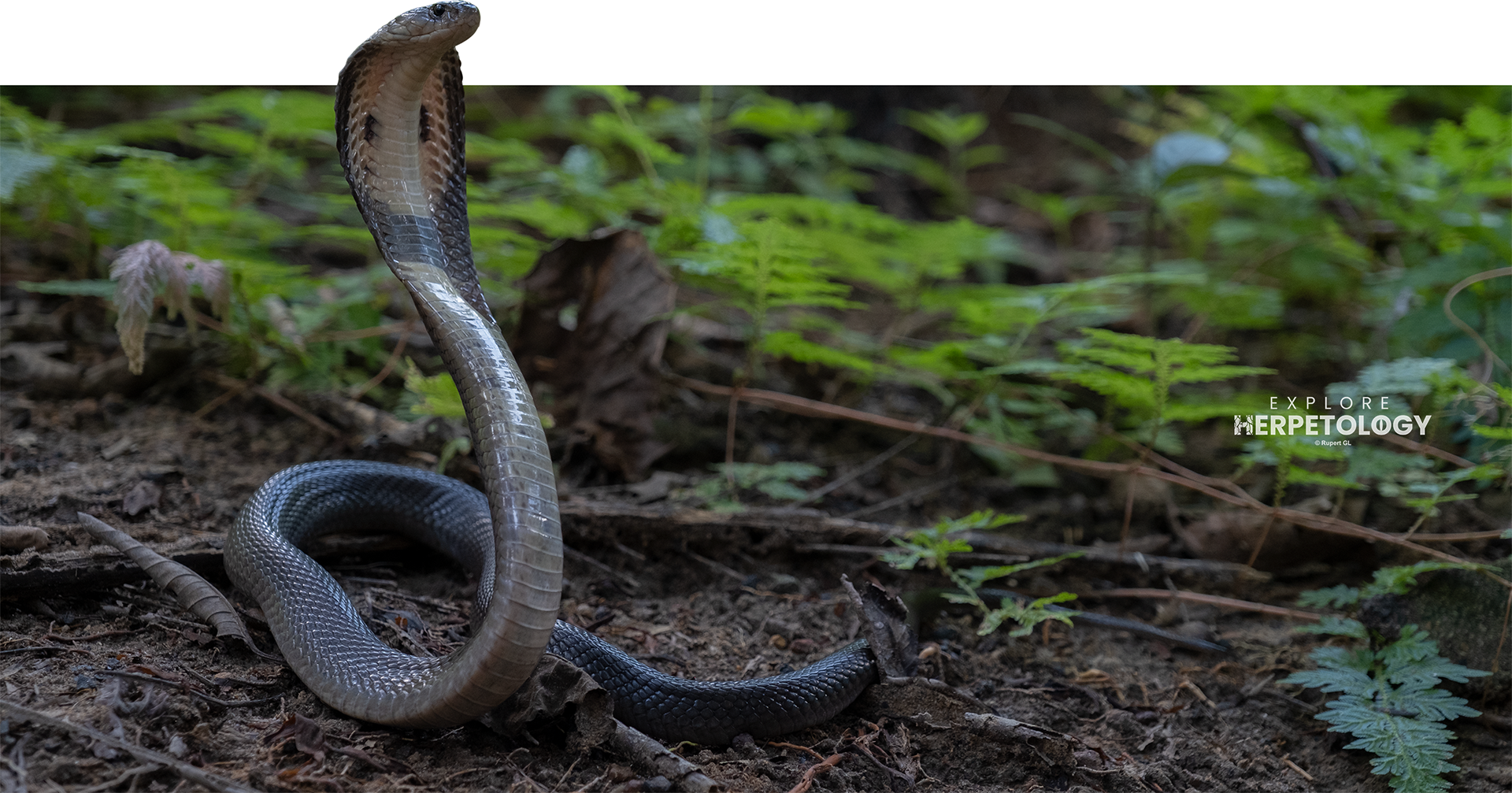 Monocled cobra (Naja kaouthia)