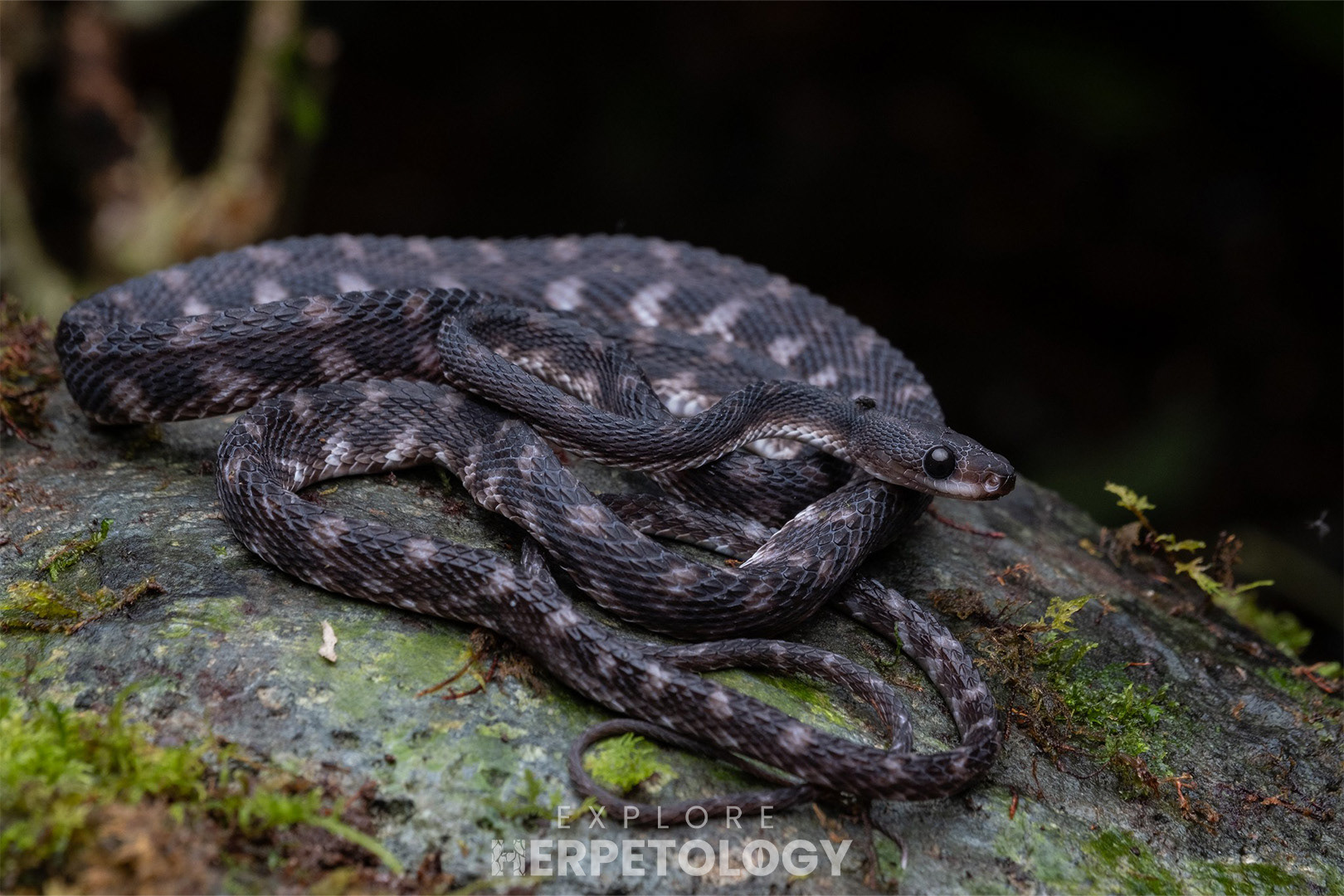 Paraxenodermus borneensis