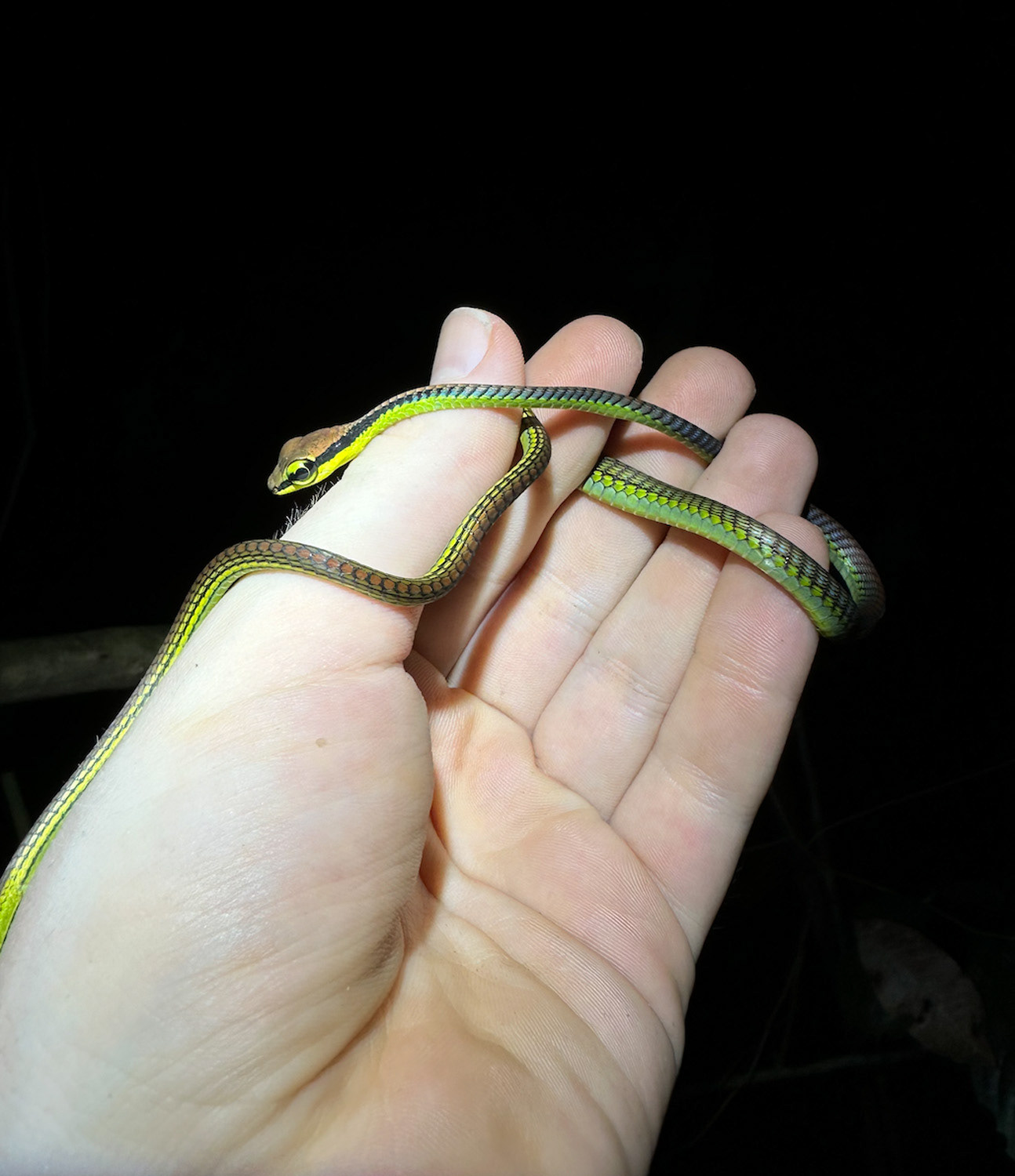 Juvenile Elegant bronzeback (Dendrelaphis formosus).