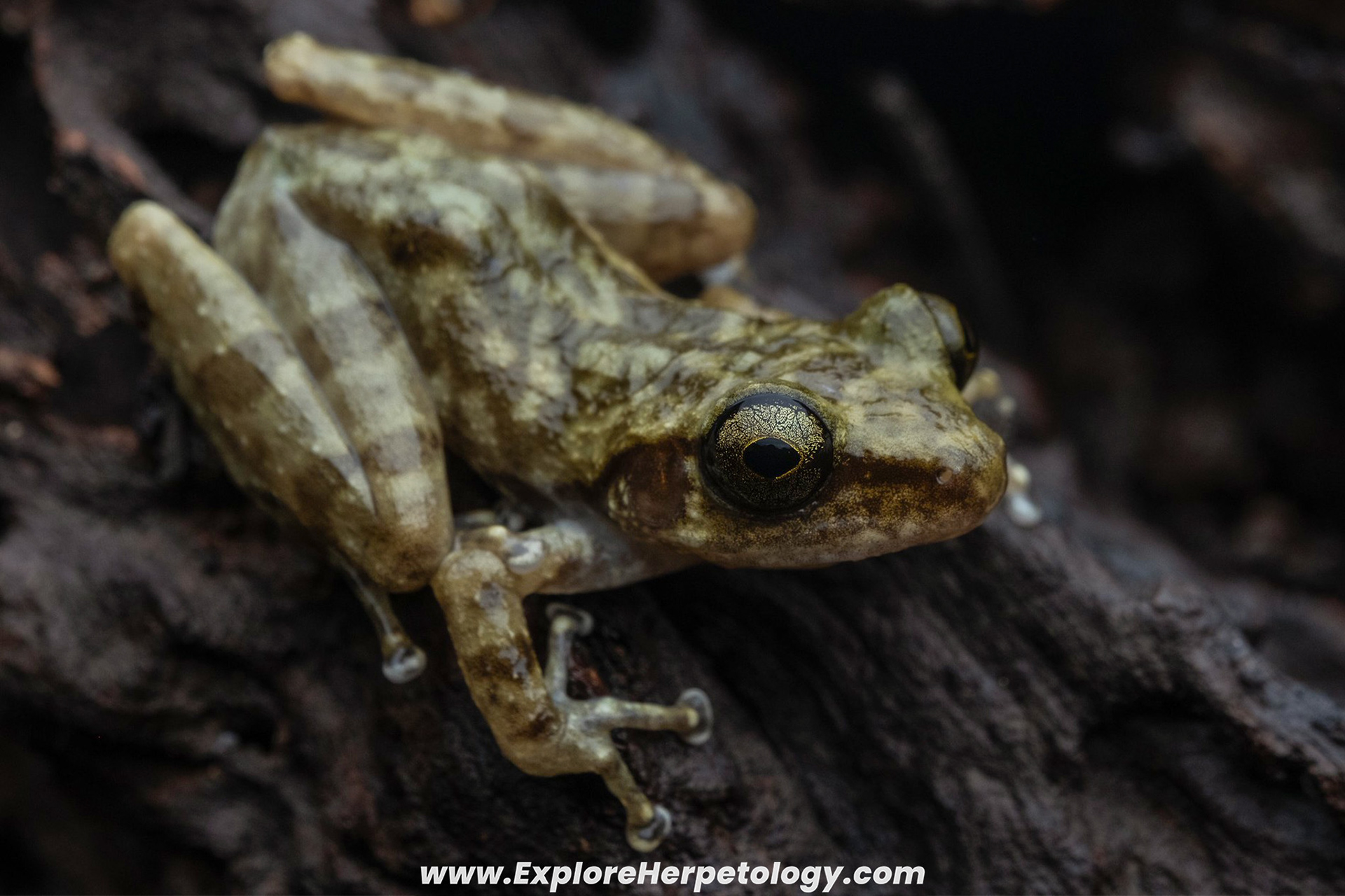 Anna's bug-eyed frog (Theloderma annae).