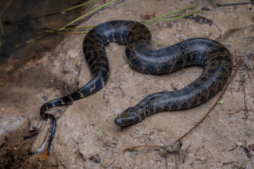 Jagor's mud snake (Enhydris jagori) from Thailand.