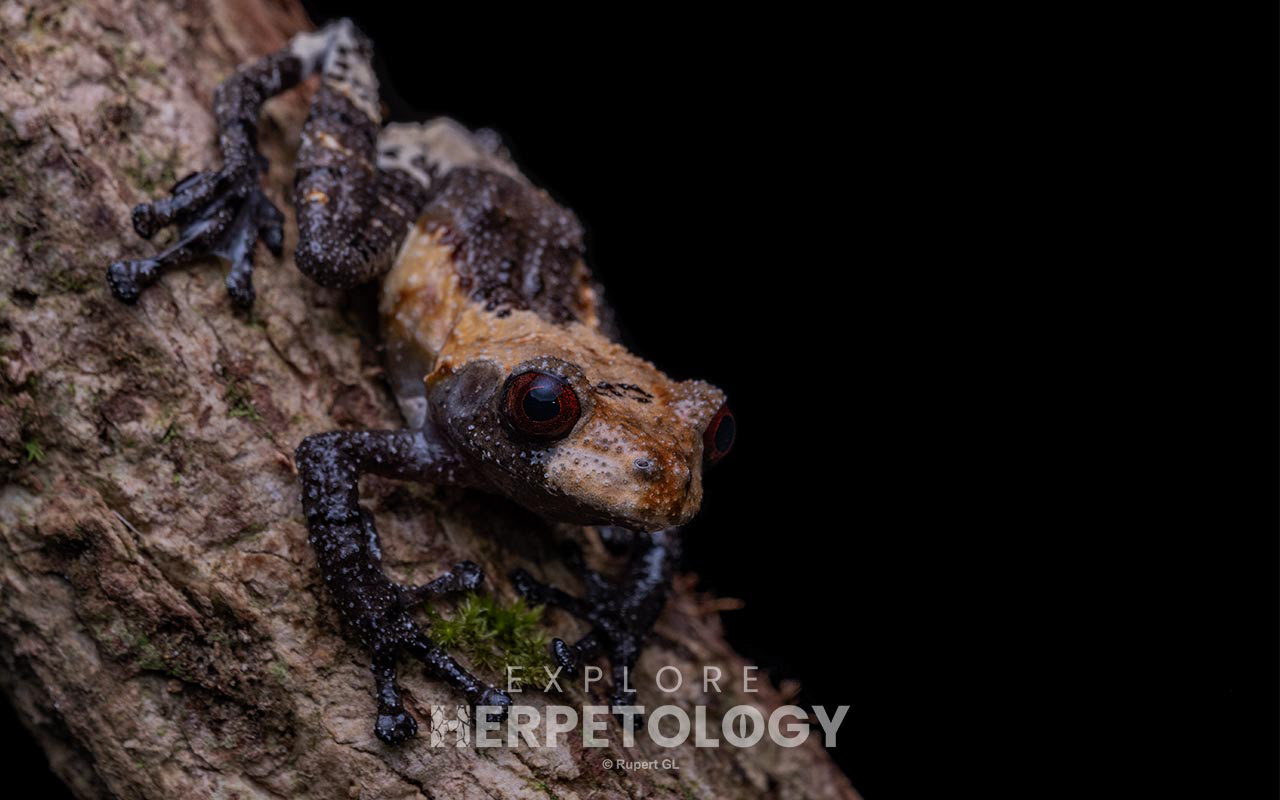 Pied warty frog (Theloderma asperum)