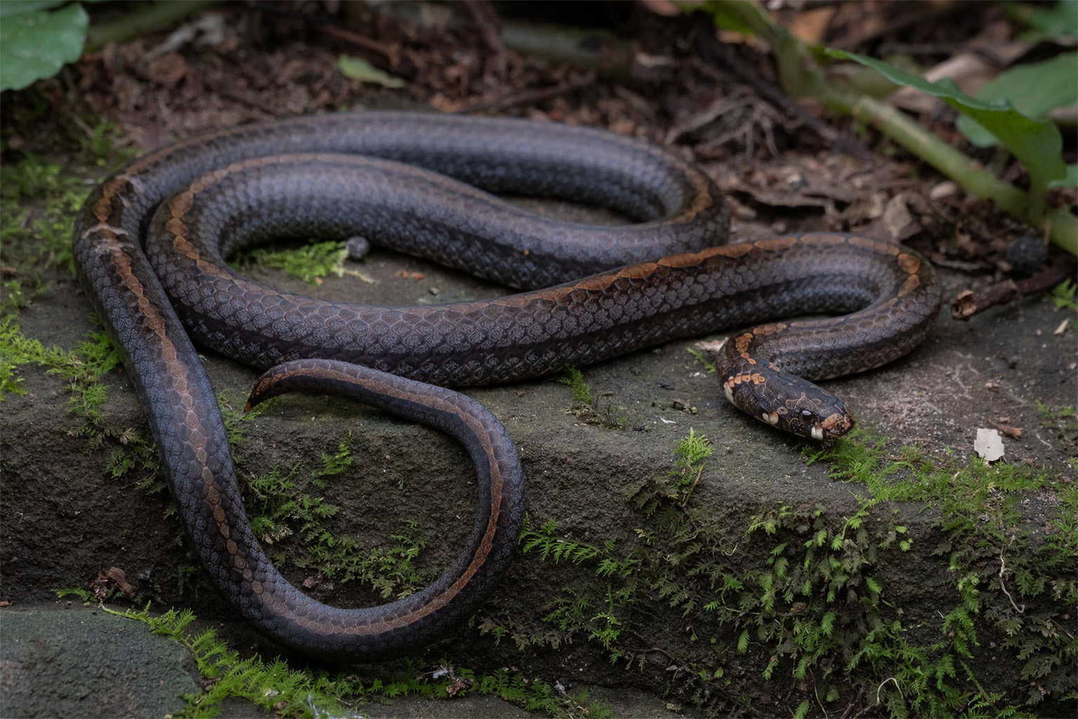 Eberhardt's kukri snake (Oligodon eberhardti)