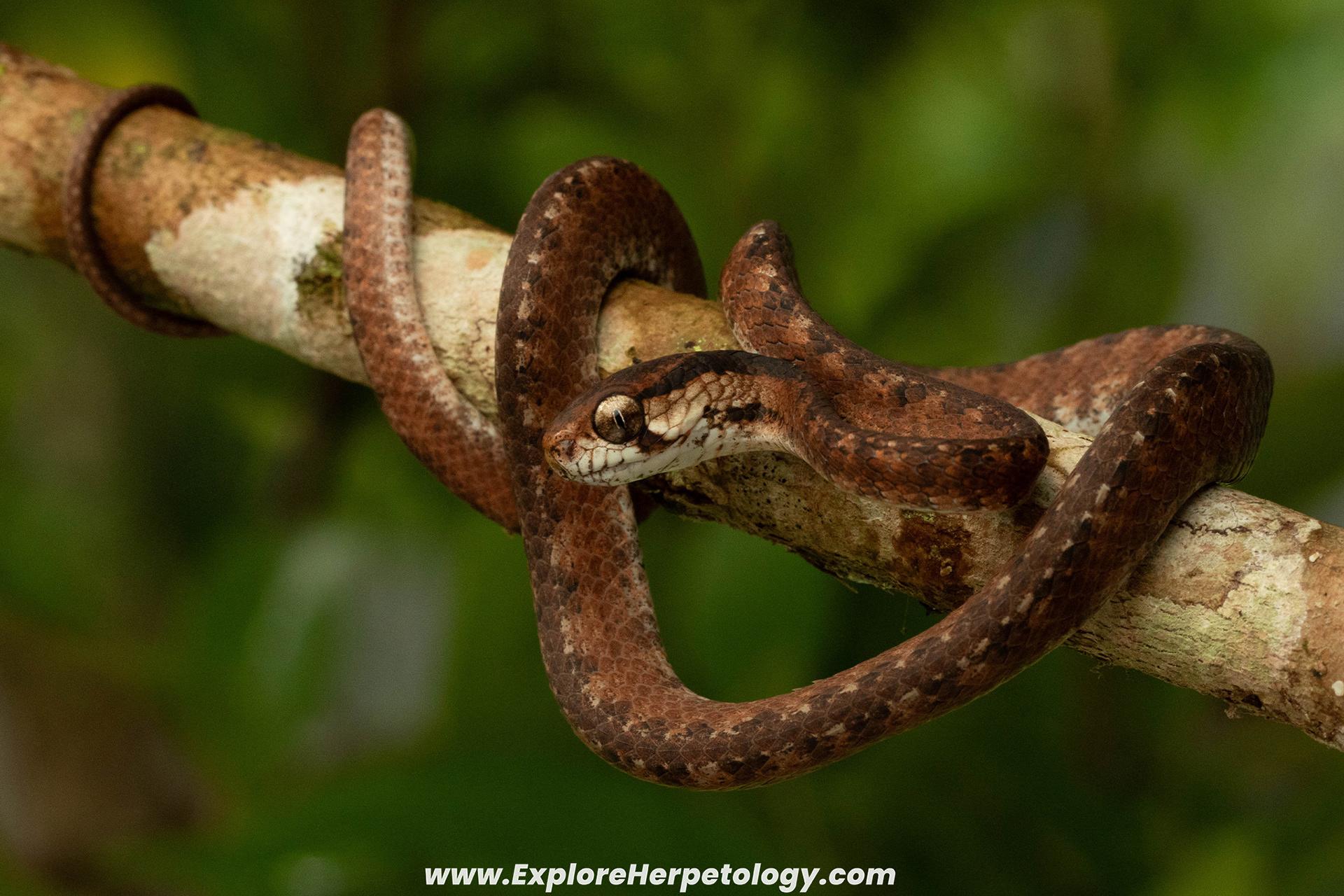 Undescribed Pareas species.