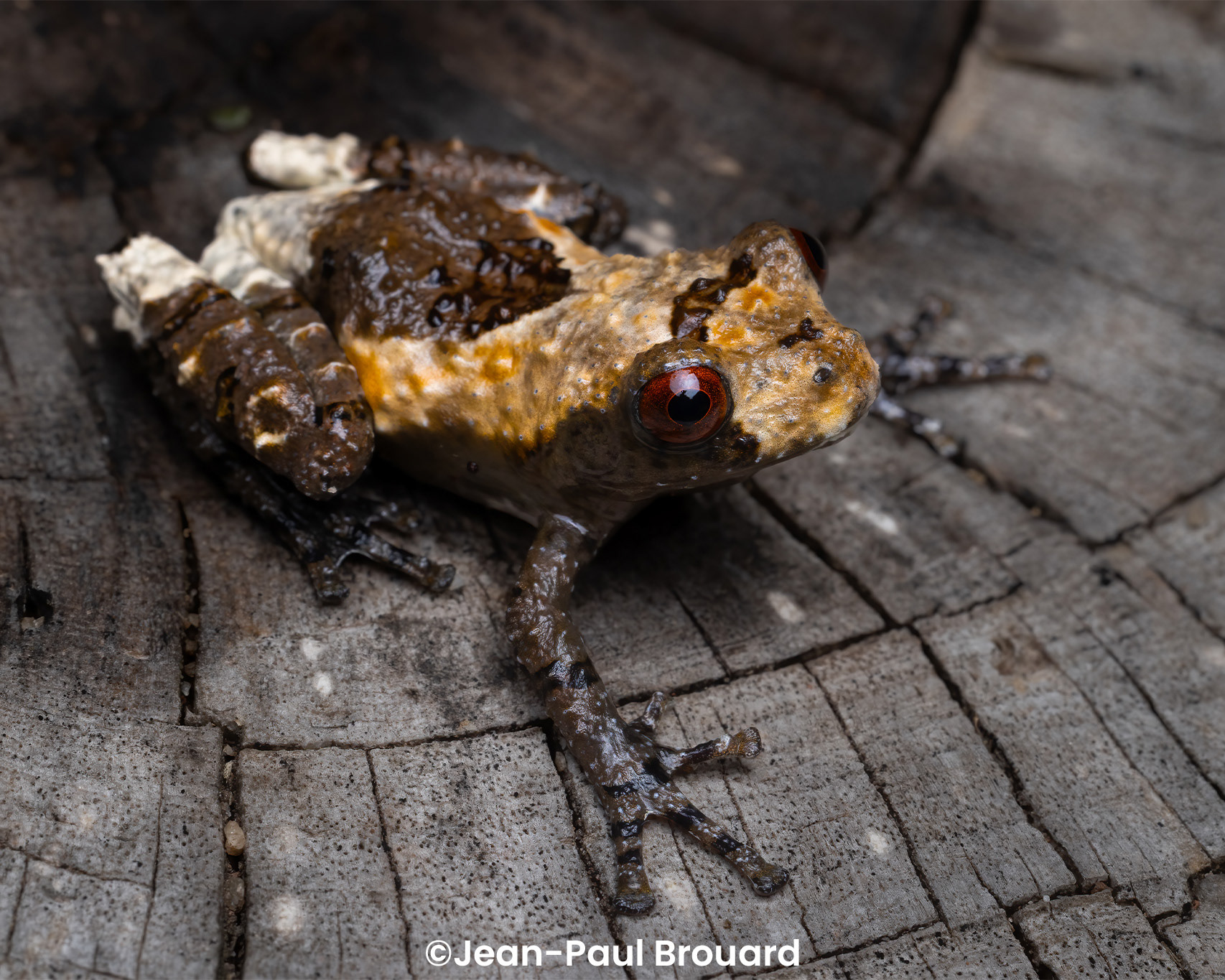 White-backed bug-eyed frog (Theloderma albopunctatum).