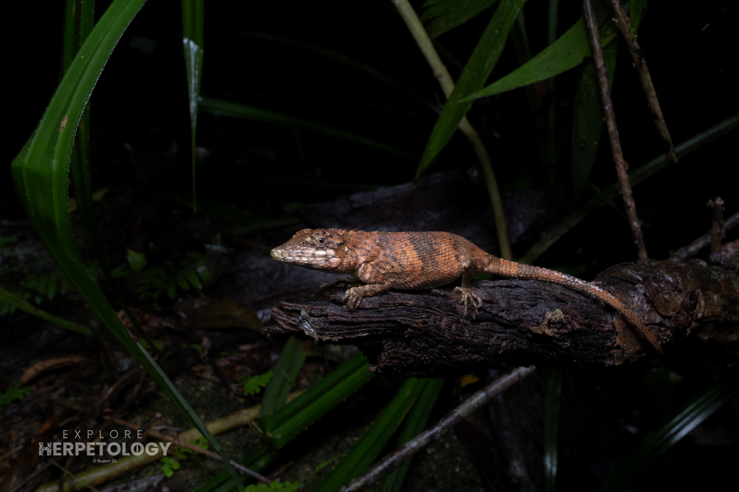 Flower’s mountain agamid (Pseudocalotes floweri).