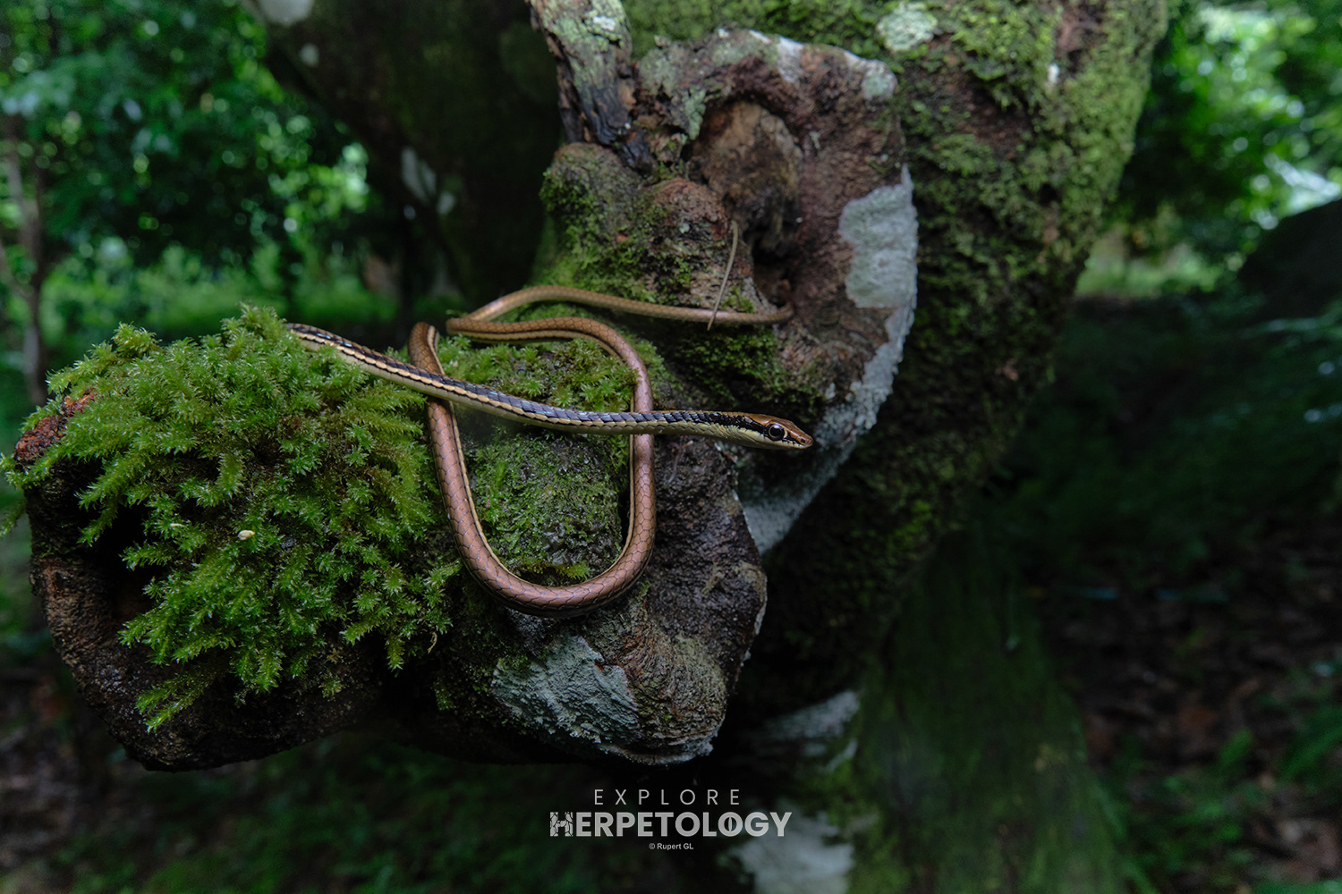 Dendrelaphis cf. pictus