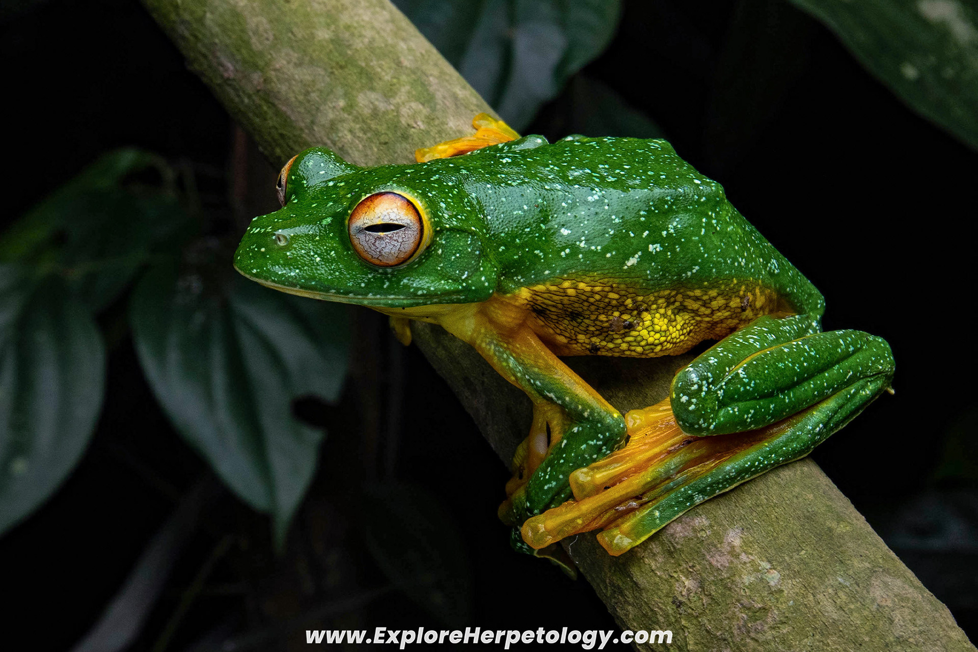 Kio flying frog (Rhacophorus kio).