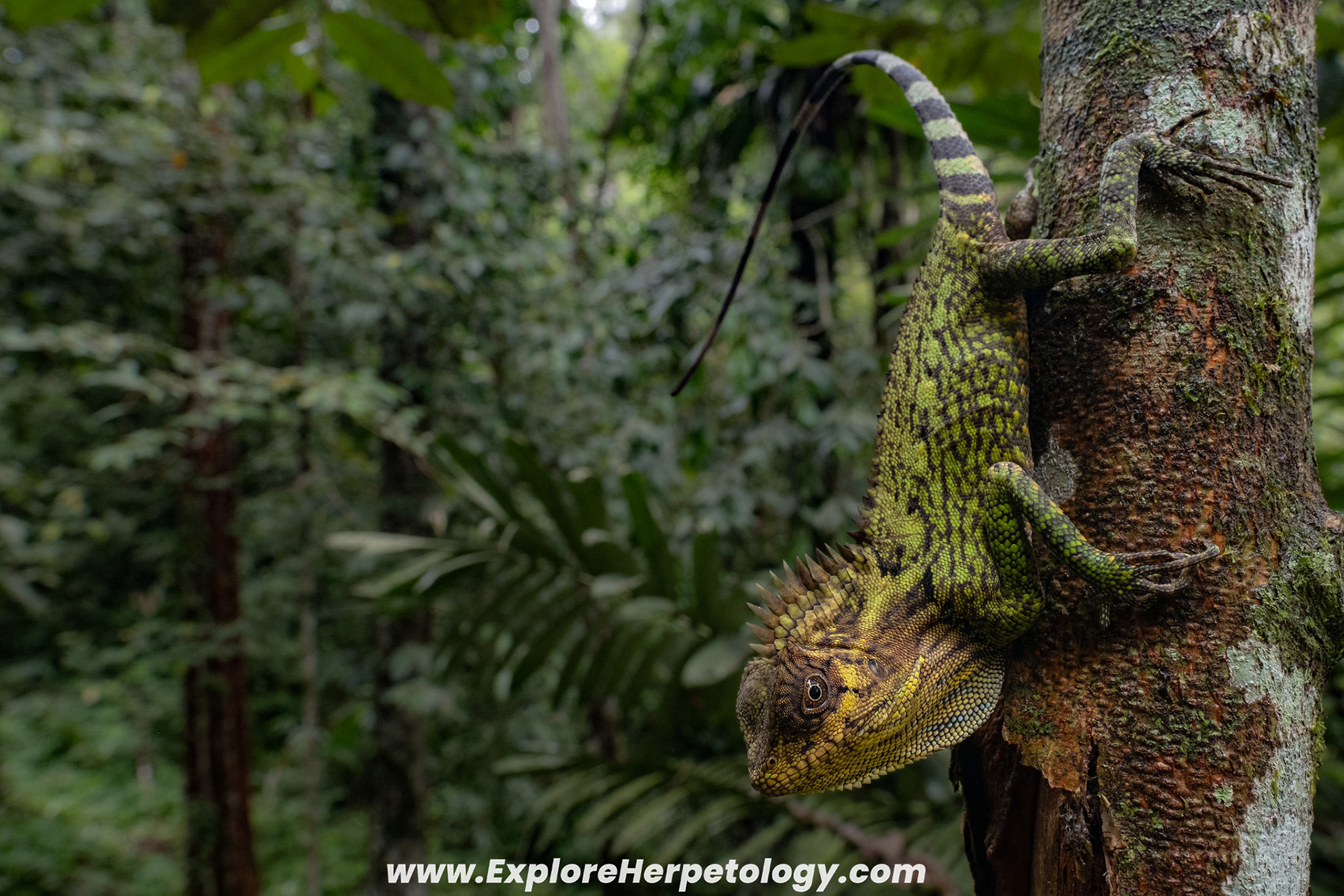 Chameleon angle-headed lizard (Gonocephalus chameleotinus).