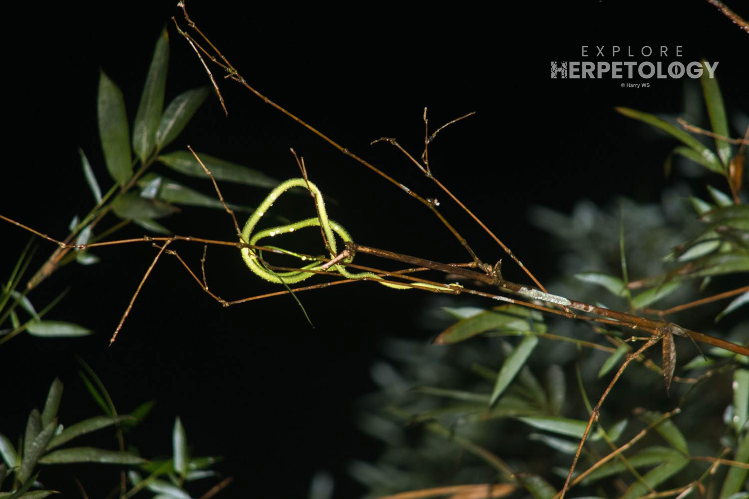 Dendrelaphis formosus