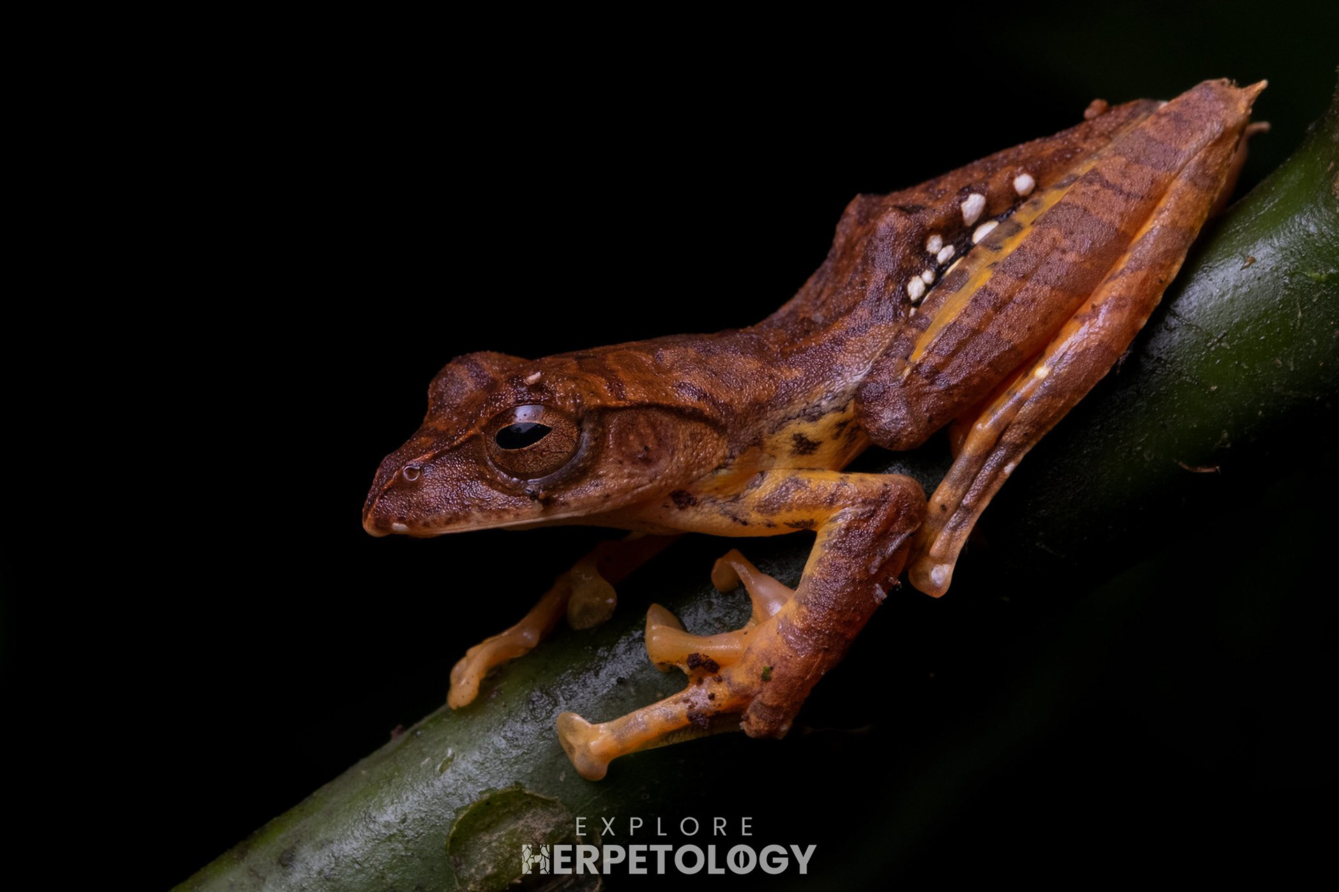 Sumatran sharp-nosed tree frog (Leptomantis pseudacutirostris)