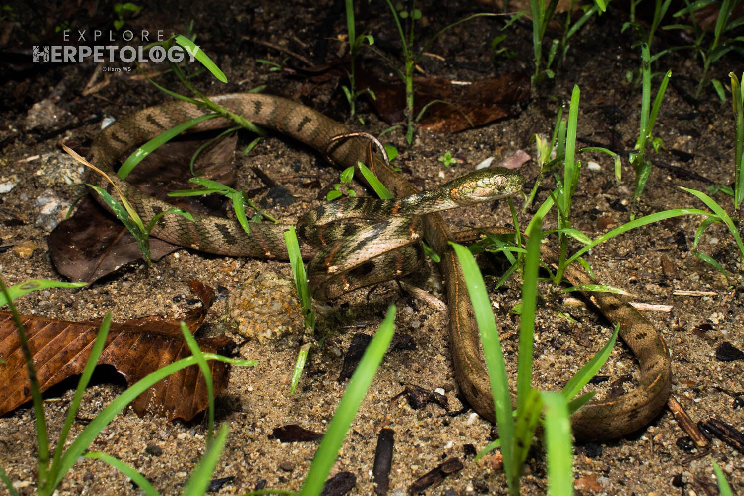 Bengkulu cat snake (Boiga bengkuluensis)