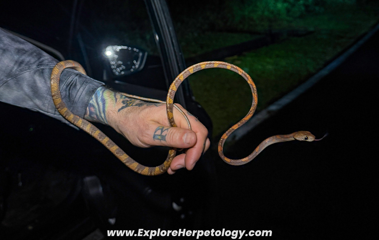 White-spotted cat snake (Boiga drapiezii).