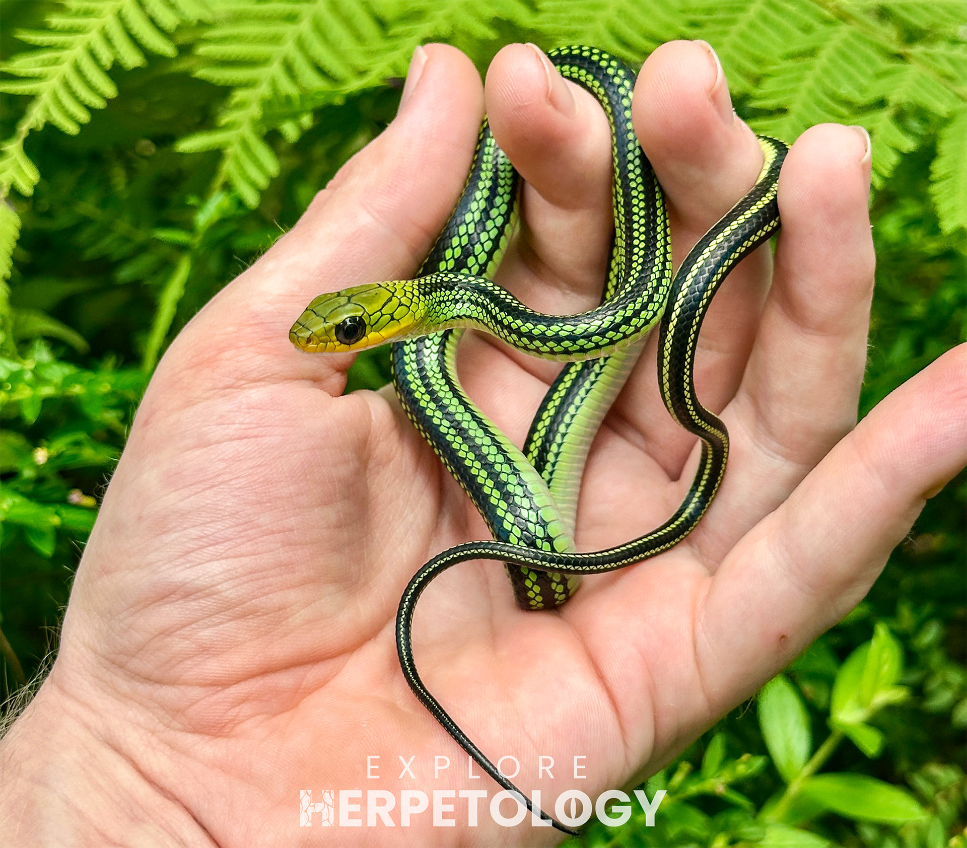 Ptyas nigromarginata