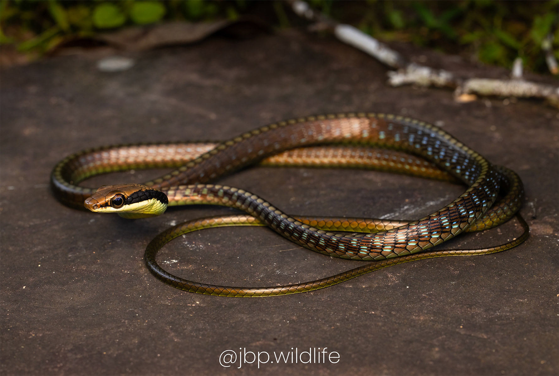 Dendrelaphis vogeli