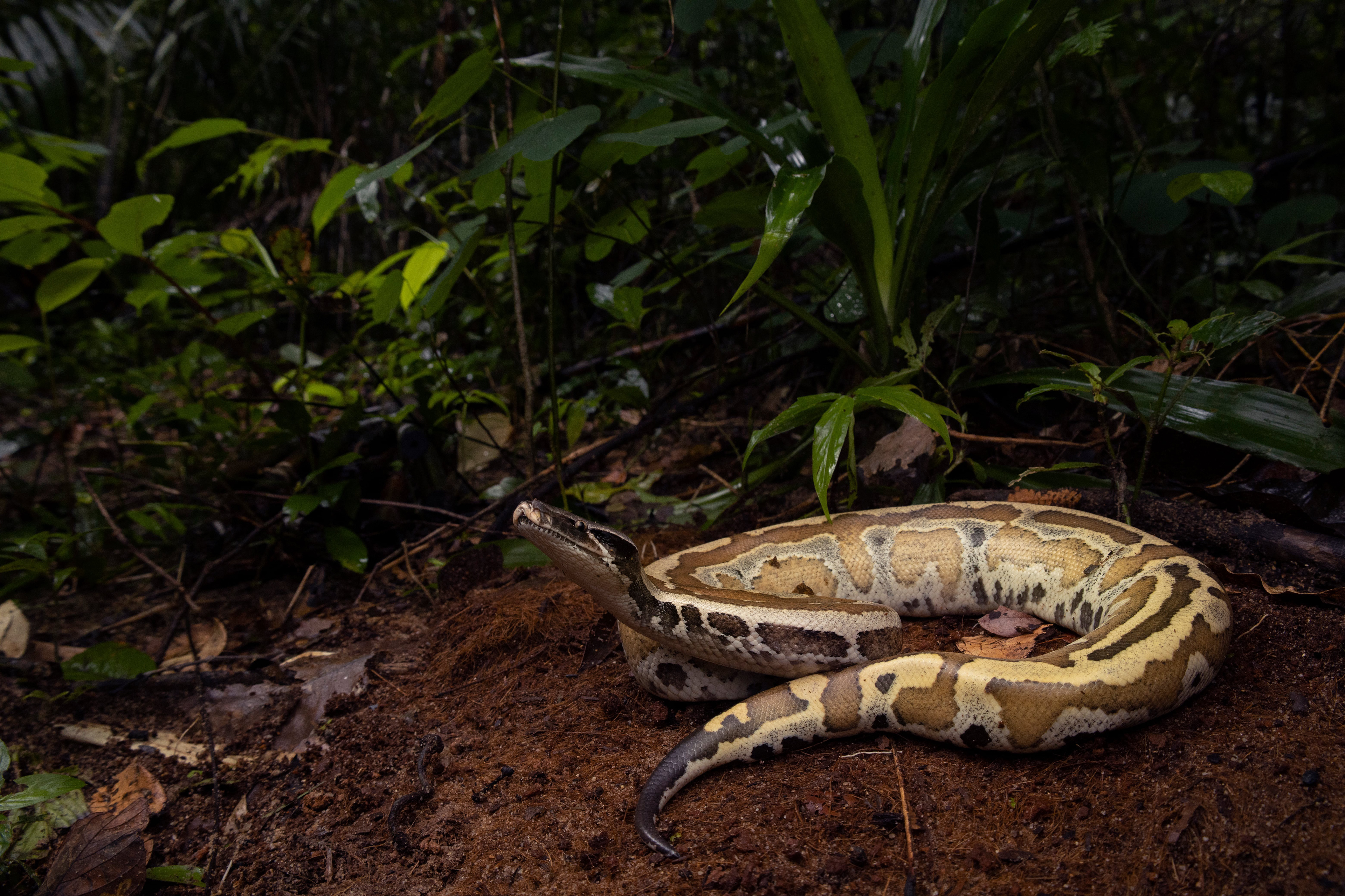 Blood python (Python brongersmai)