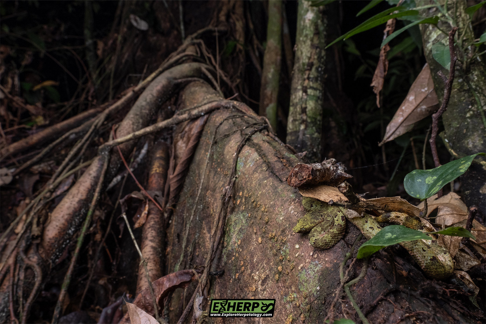 In-situ juvenile leaf-nosed pit viper (Craspedocephalus cf. borneensis).