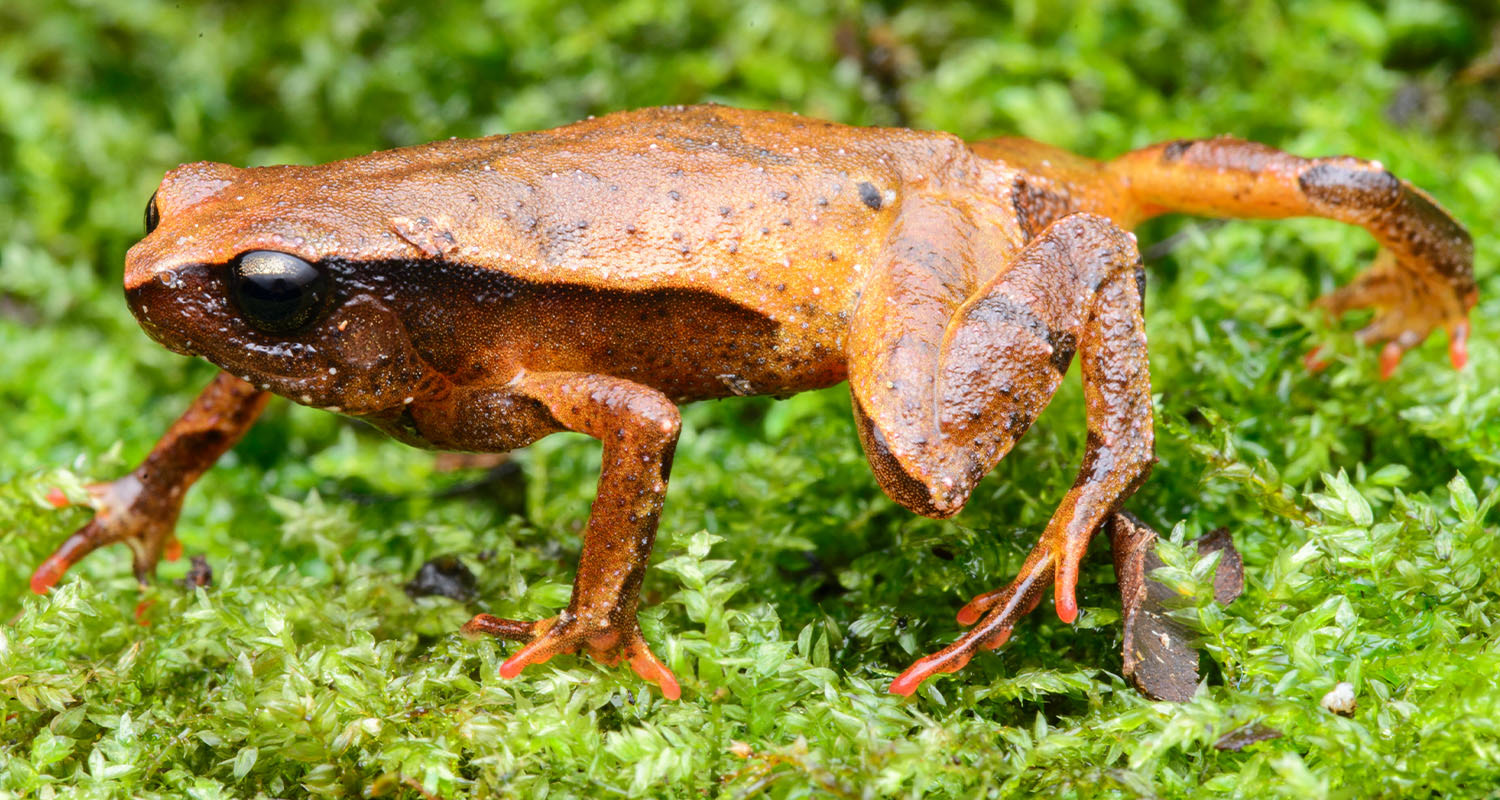 Cameron Highlands sticky frog (Kalophrynus yongi).