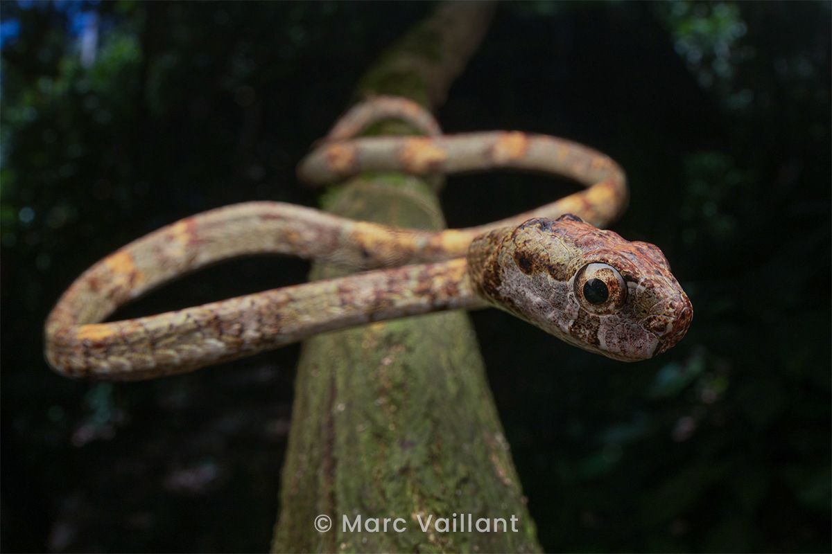 Blunt-headed slug snake (Aplopeltura boa).