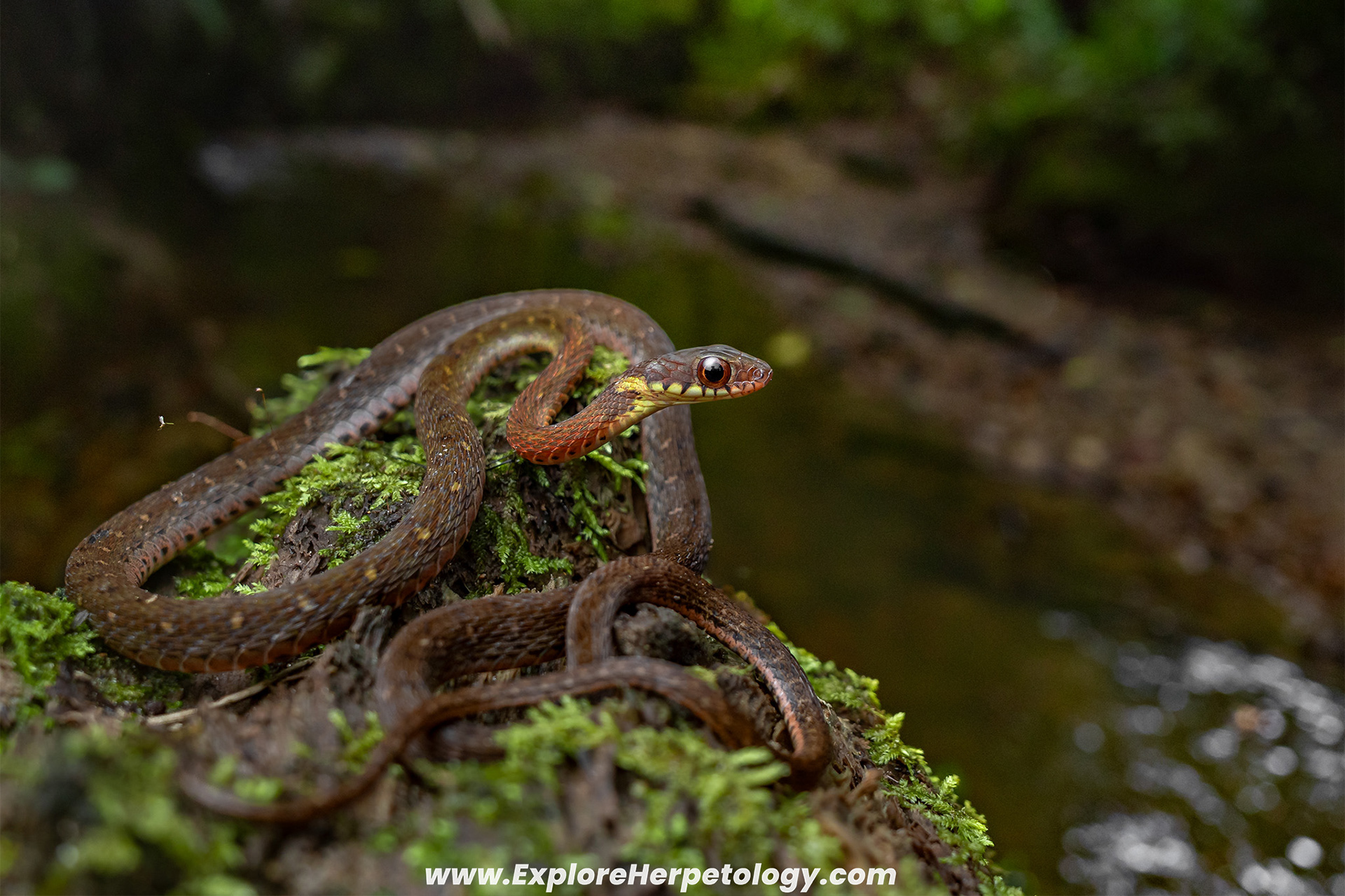 Speckle-bellied keelback (Rhabdophis chrysargos).