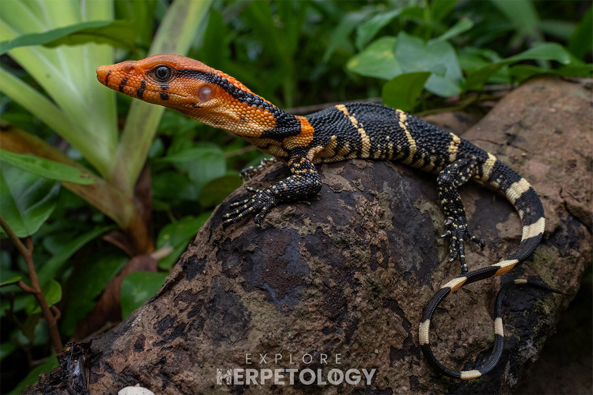 Juvenile Dumeril's monitor (Varanus dumerilii).