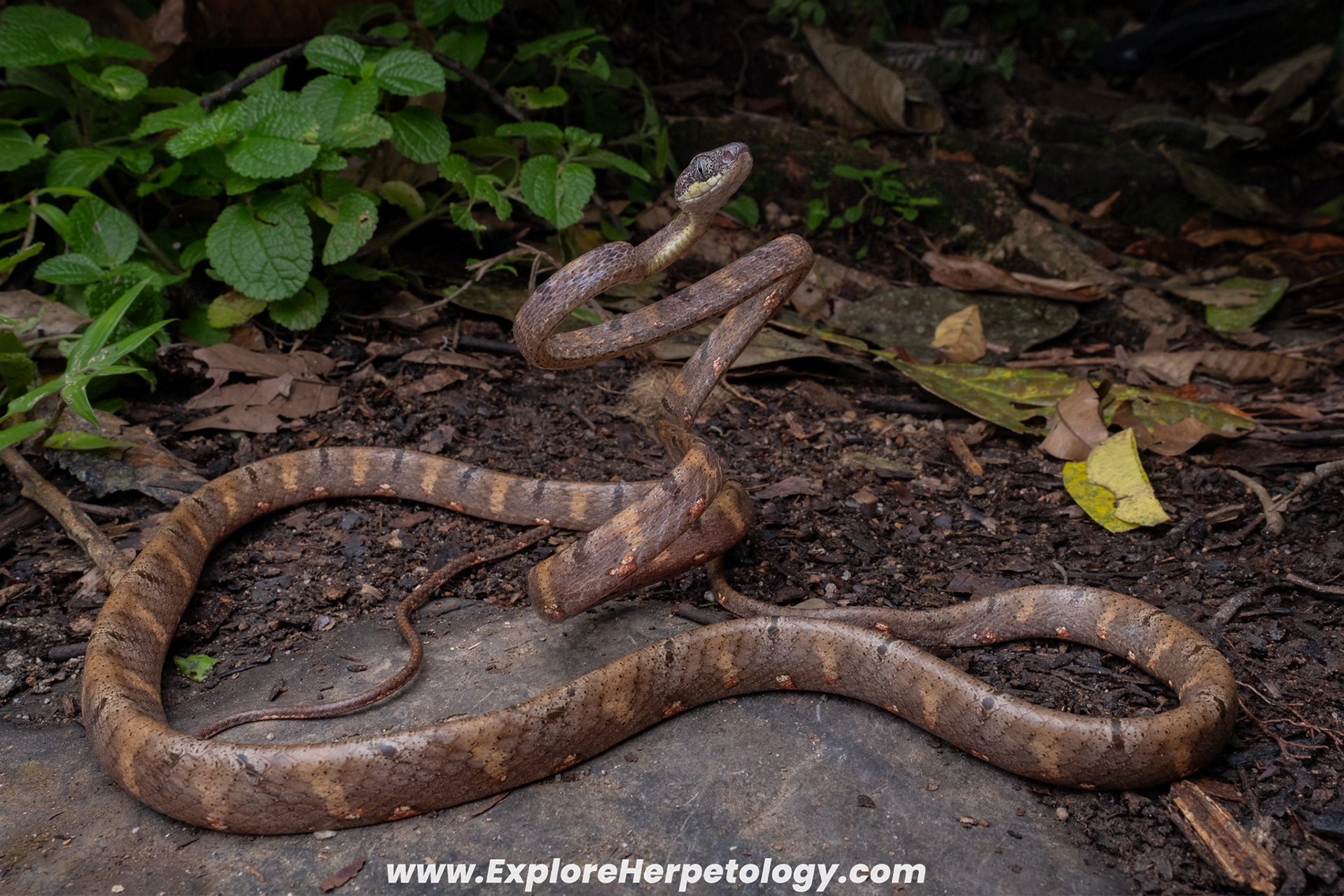 White-spotted cat snake (Boiga drapiezii).