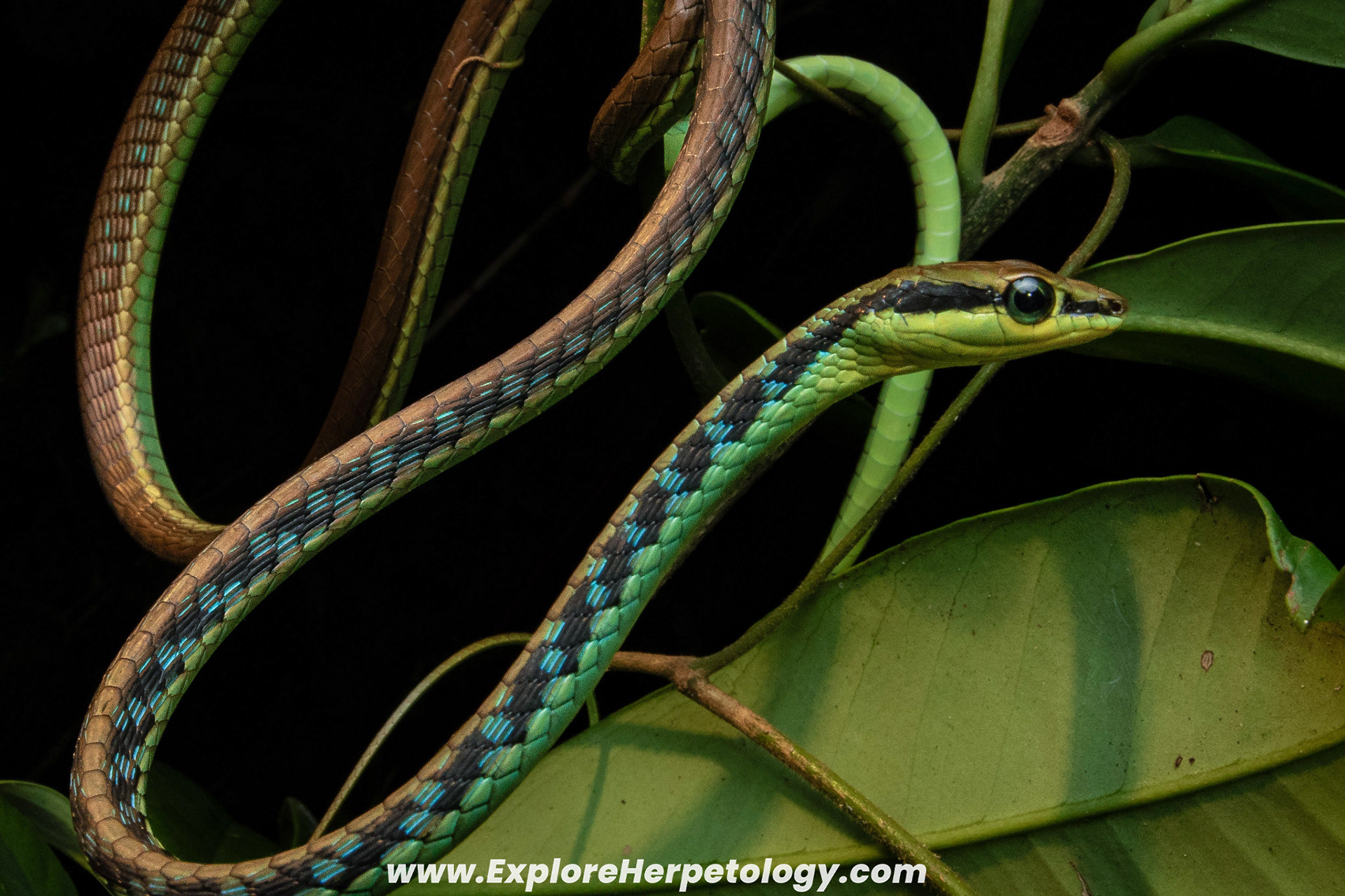 Maren's bronzeback (Dendrelaphis marenae).