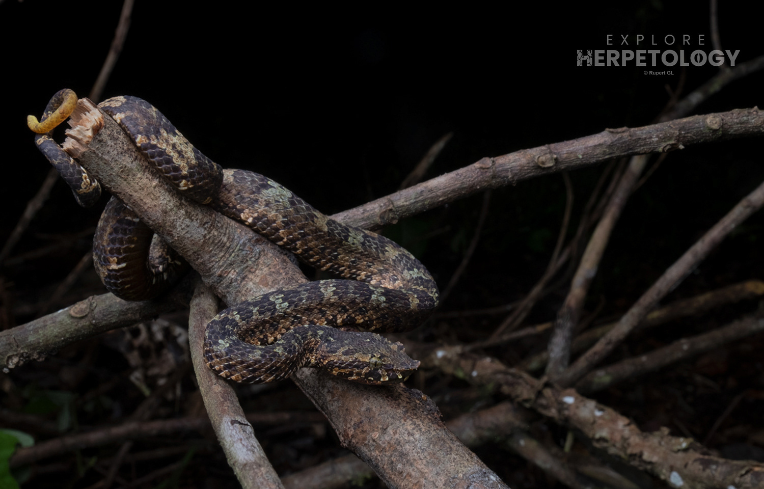 Adult male Wirot's pit viper (Craspedocephalus wiroti).