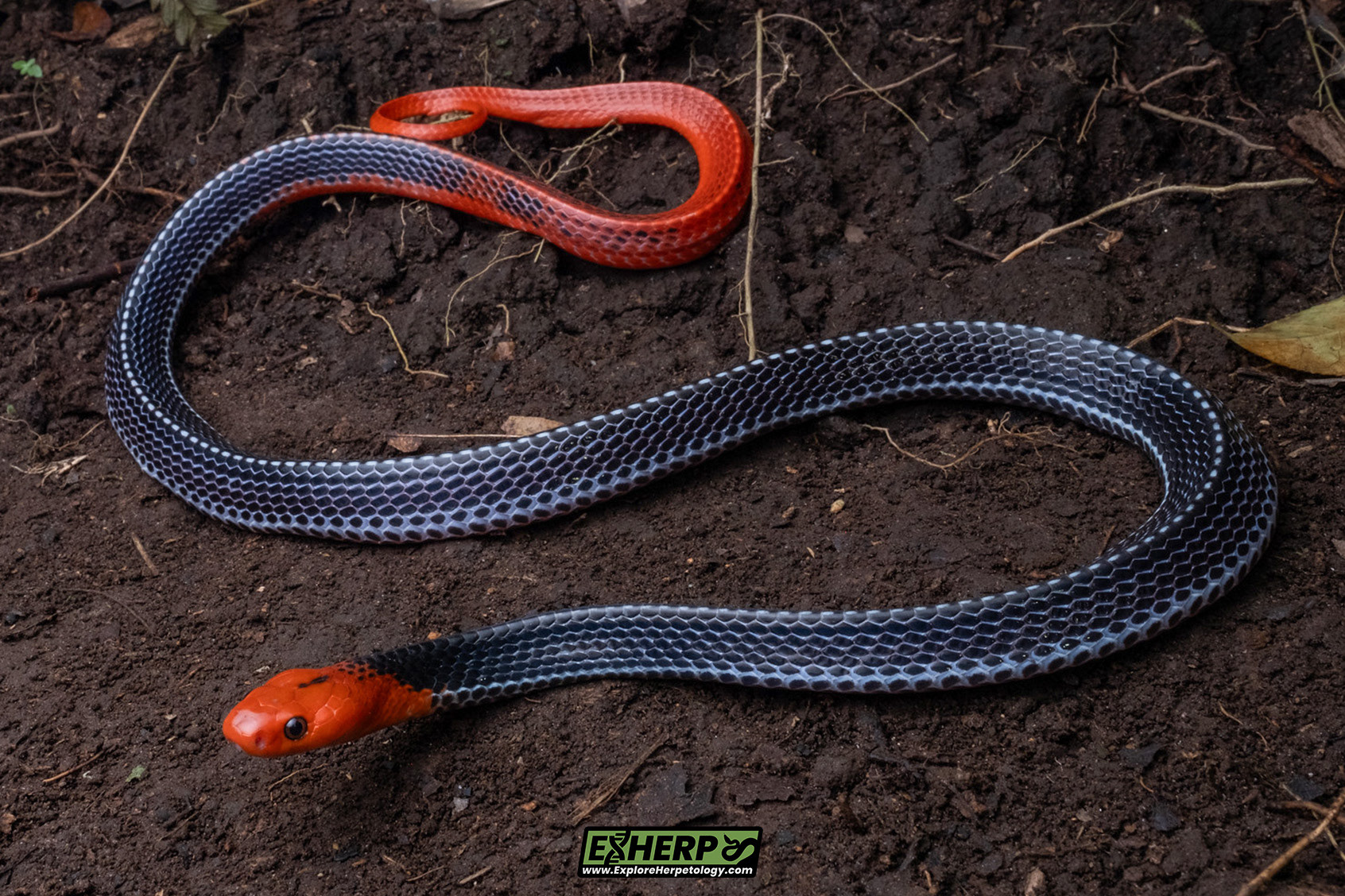 Red-headed krait (Bungarus flaviceps).