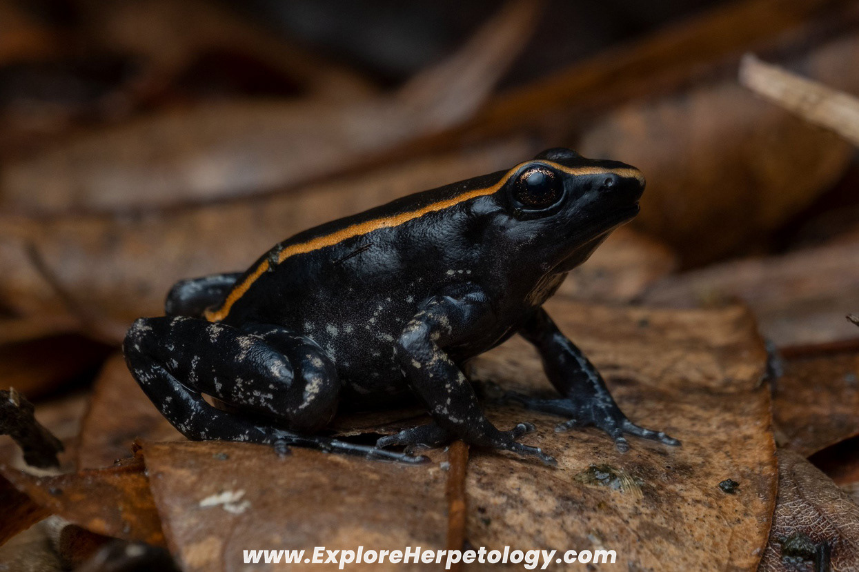 Nazgul's frog (Abavorana nazgul).