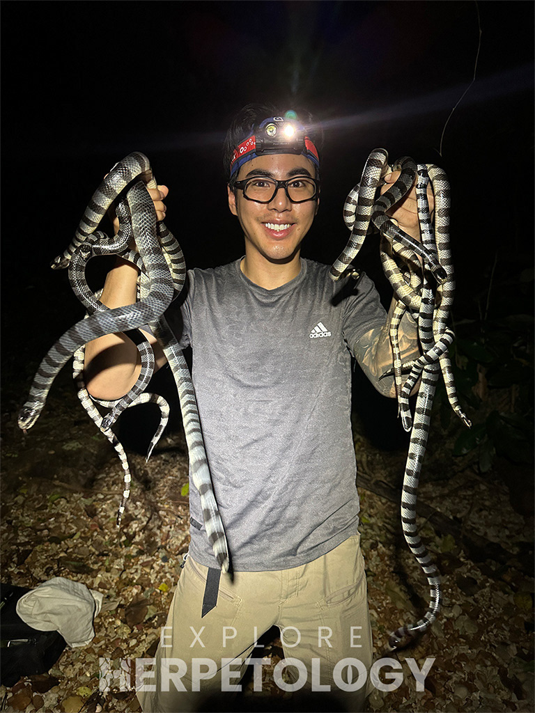 Bank with a handful of highly venomous elapid snakes.