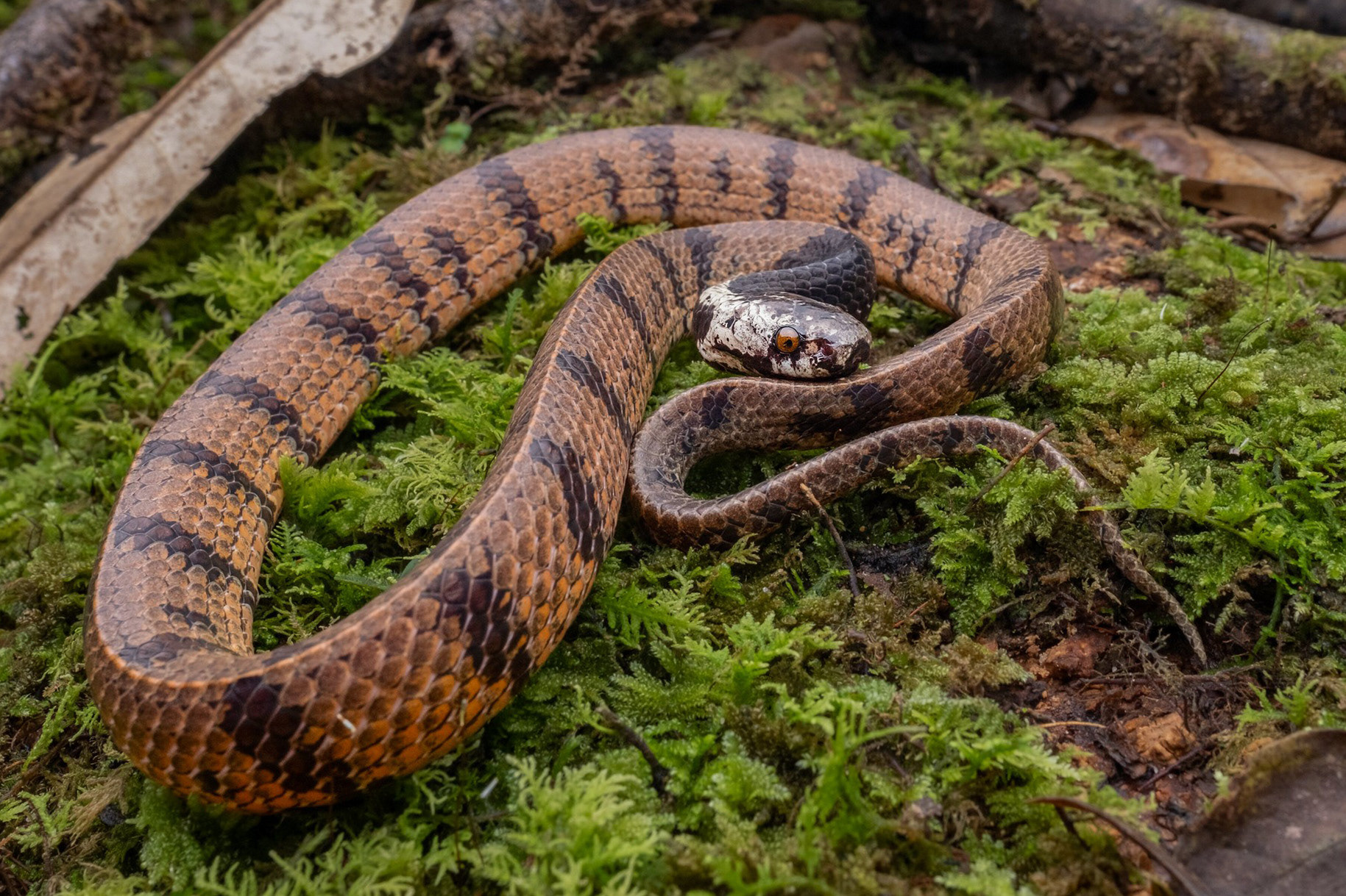 Bornean dark-necked slug snake (Asthenodipsas borneensis).