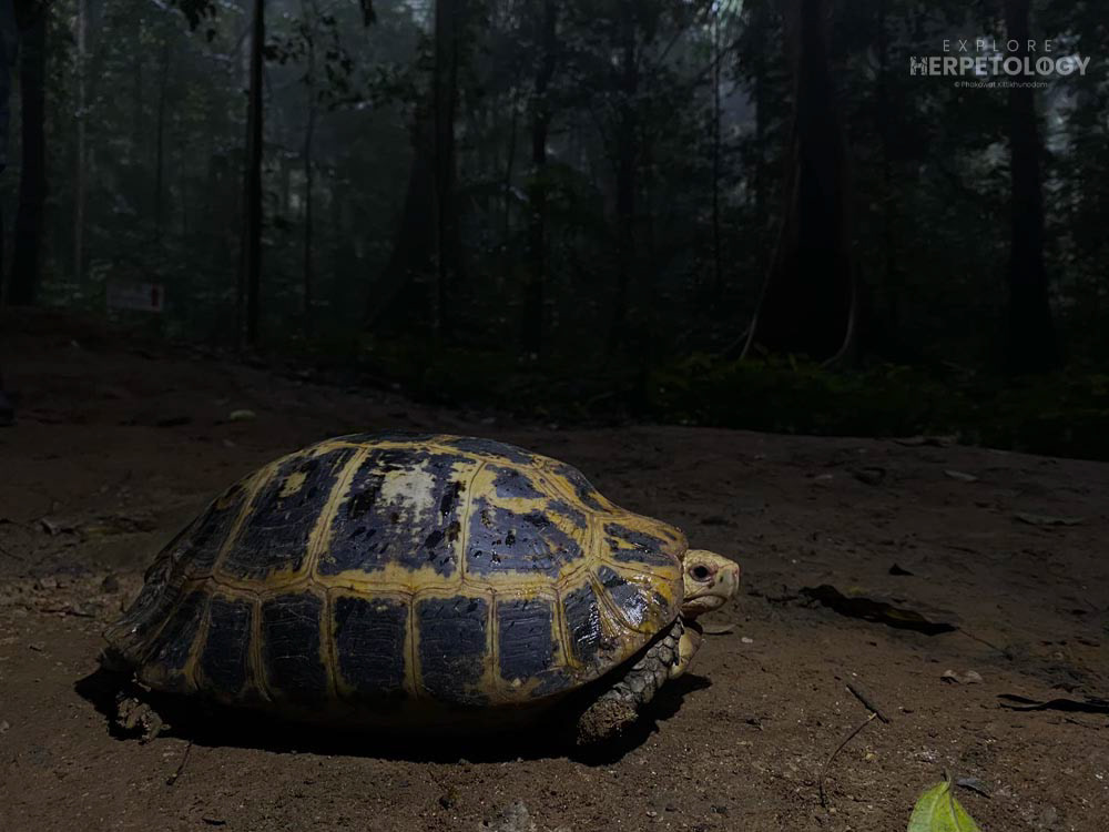 Elongated tortoise (Indotestudo elongata)