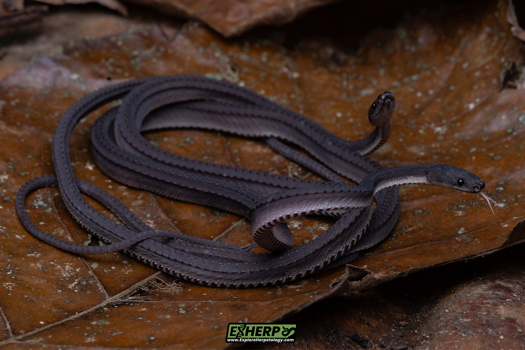 Dragon snakes (Xenodermus javanicus).