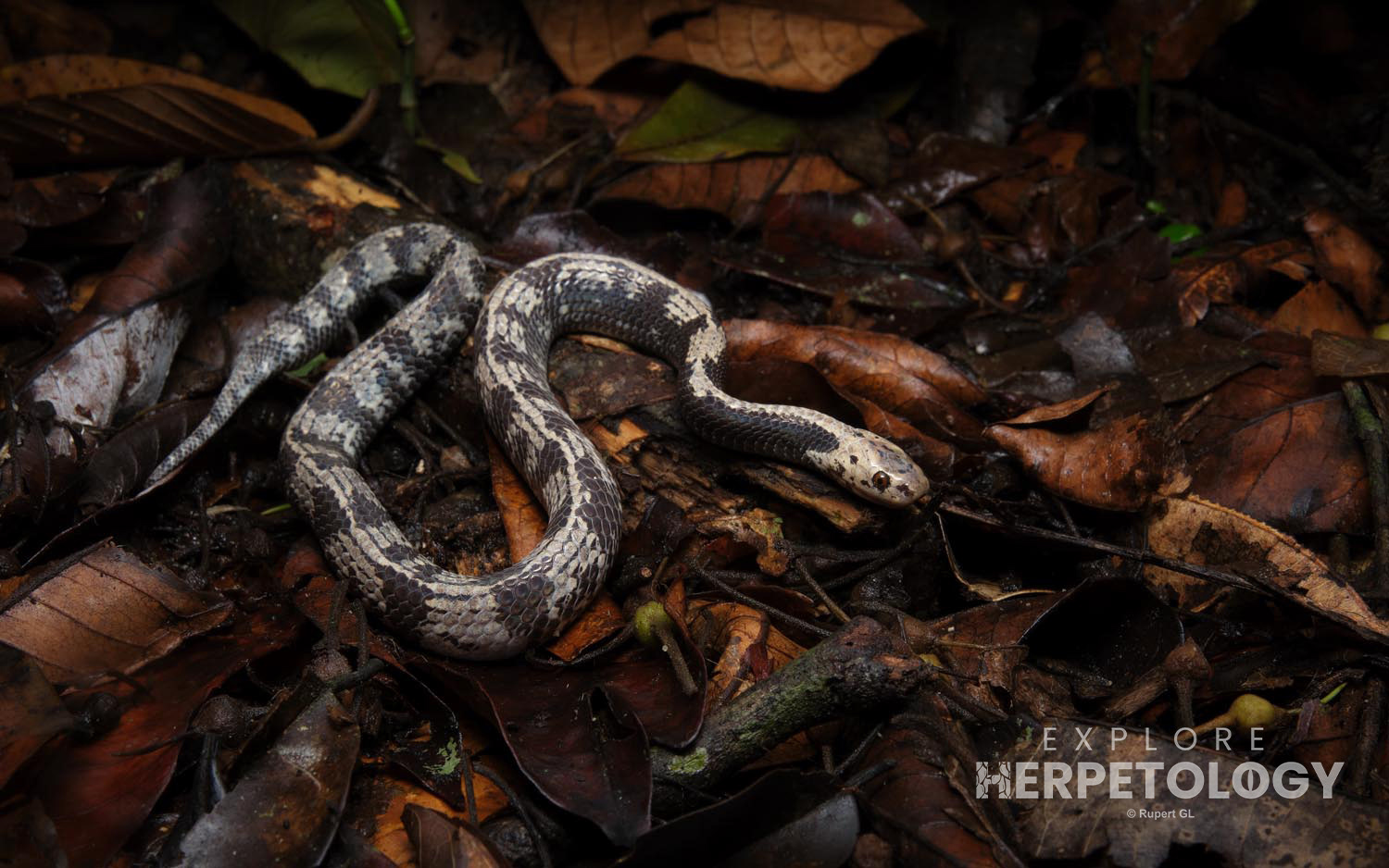 Malaccan slug snake (Asthenodipsas malaccanus)