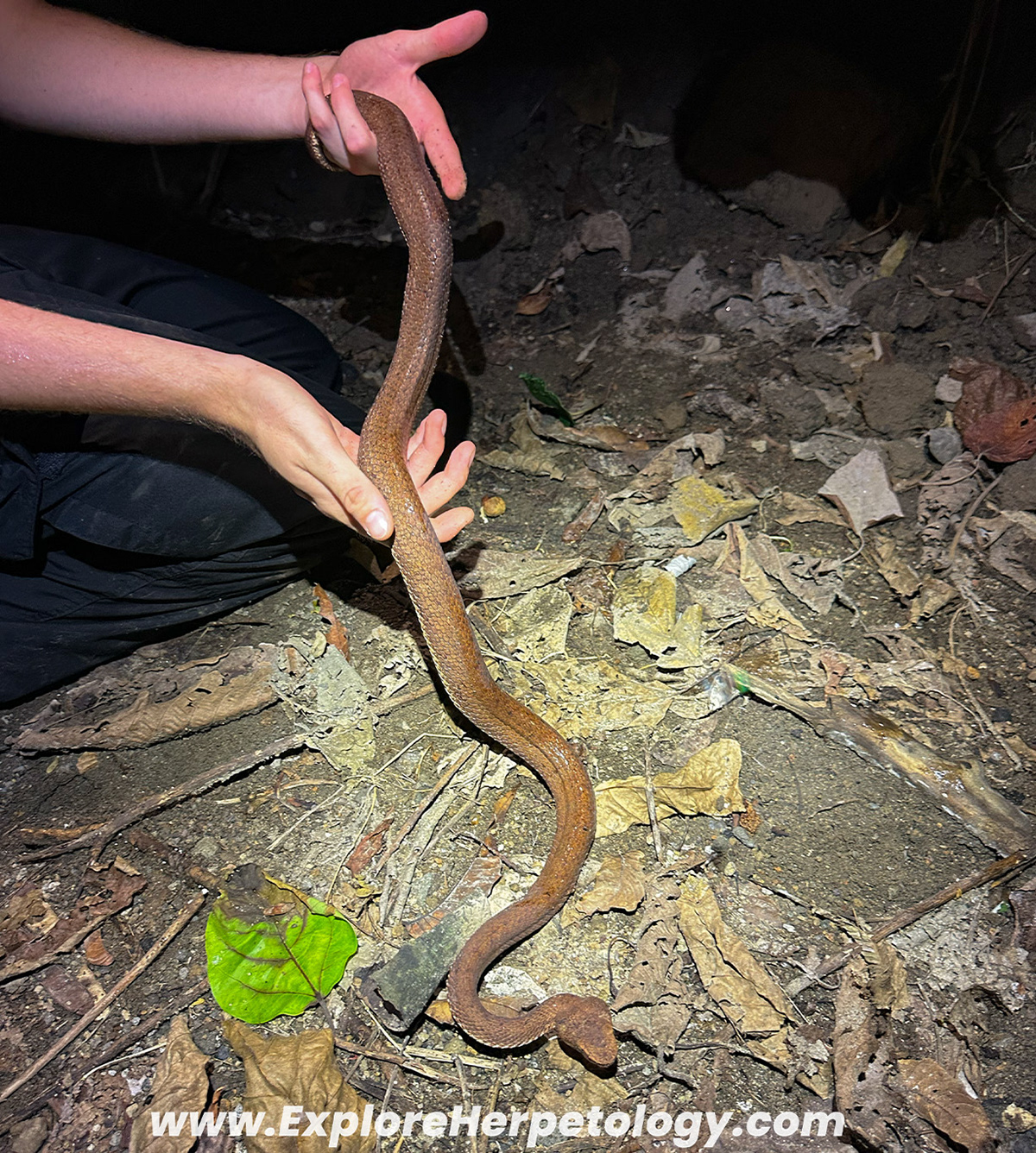 Mcgregor's pit viper (Trimeresurus mcgregori).