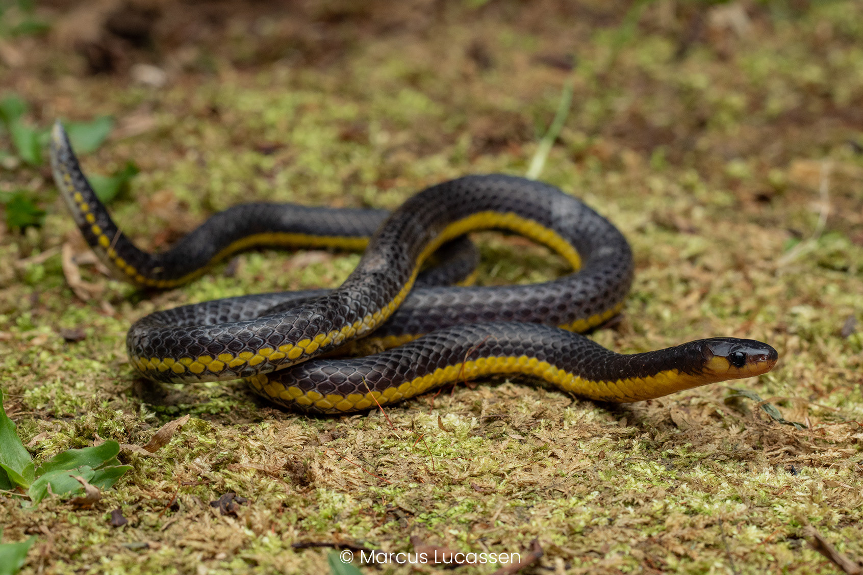 Variable reed snake (Calamaria lumbricoidea).