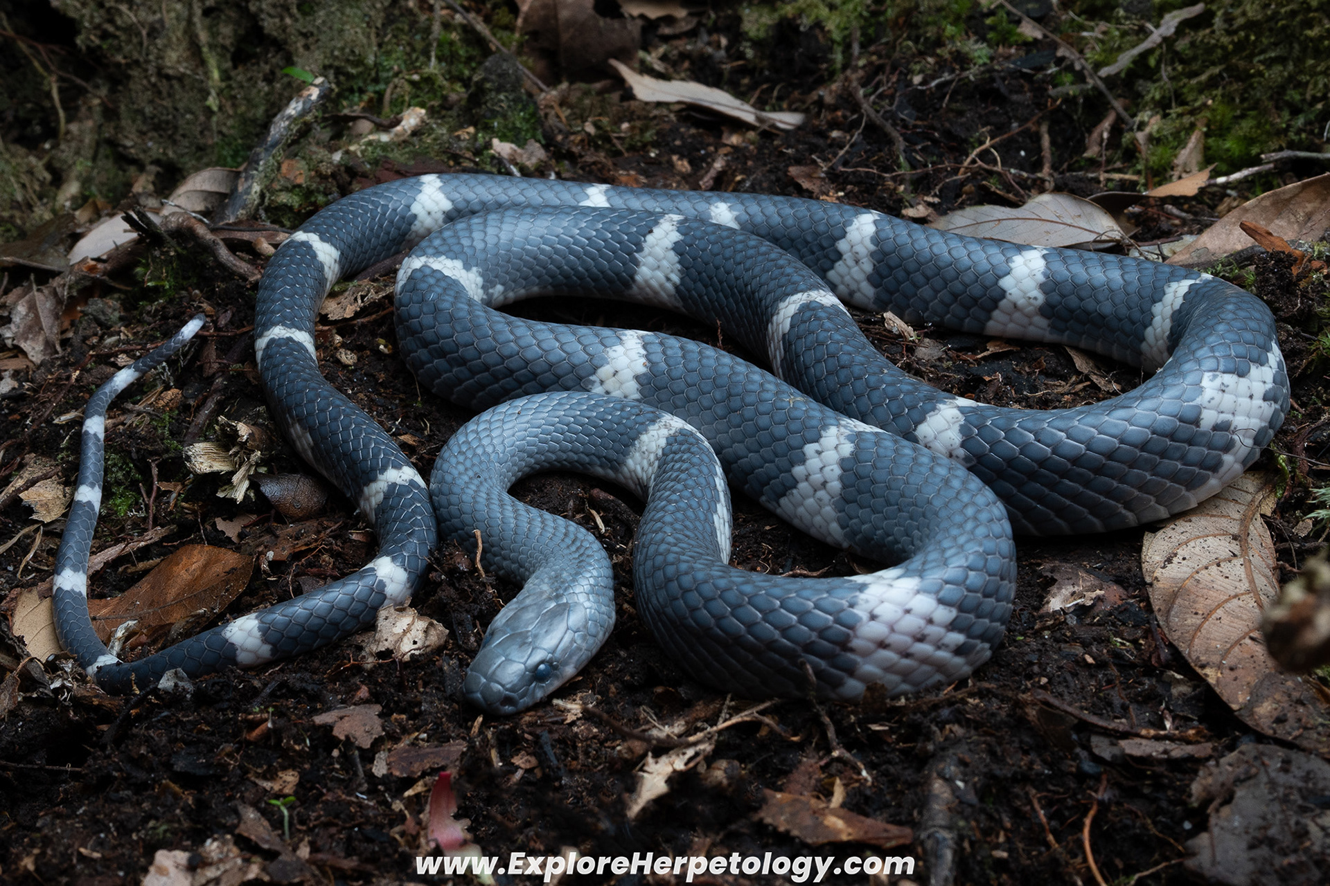 Chapa wolf snake (Lycodon chapaensis).