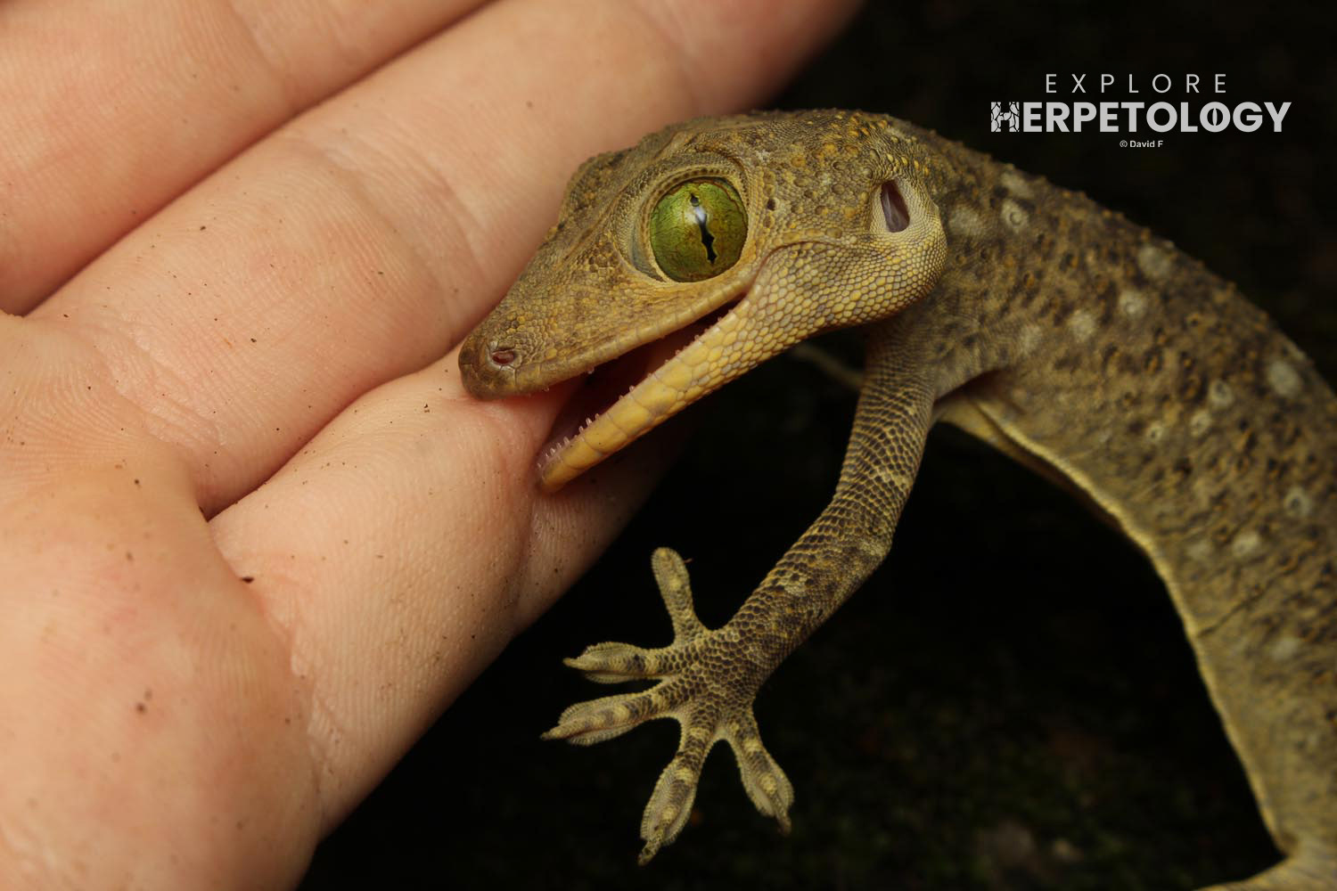 Juvenile giant green-eyed gecko (Gekko hulk)