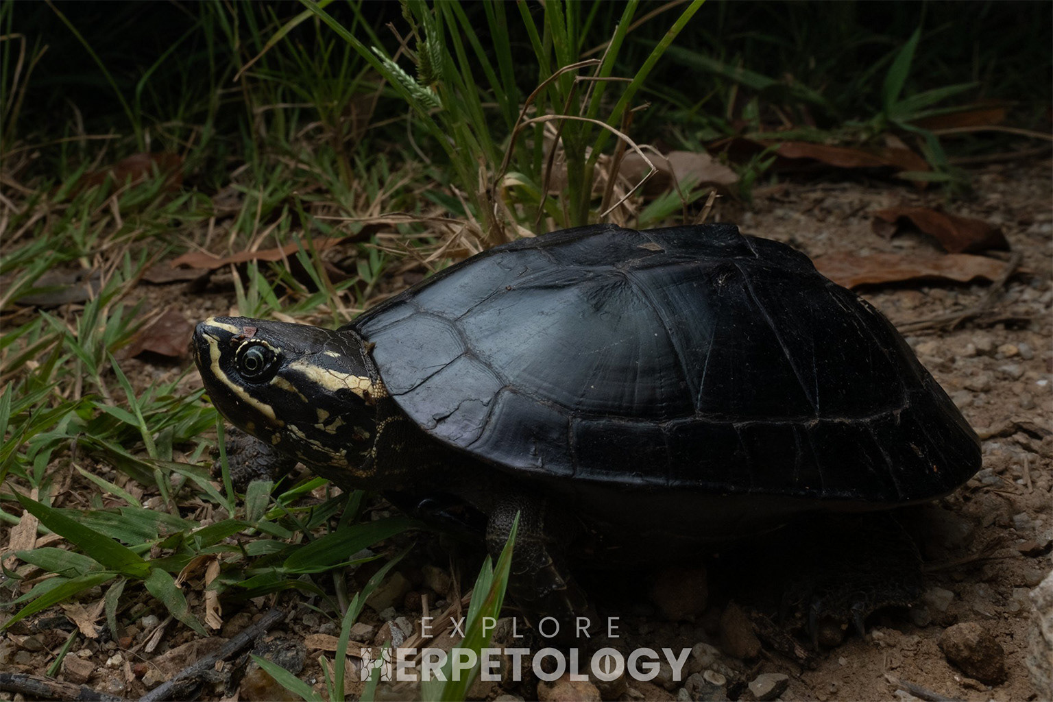 Malayan snail-eating turtle (Malayemys macrocephala).