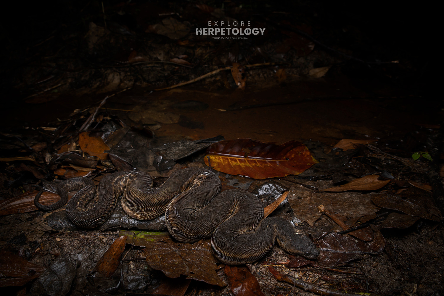 Jodi's Pipe Snake - Cylindrophis jodiae