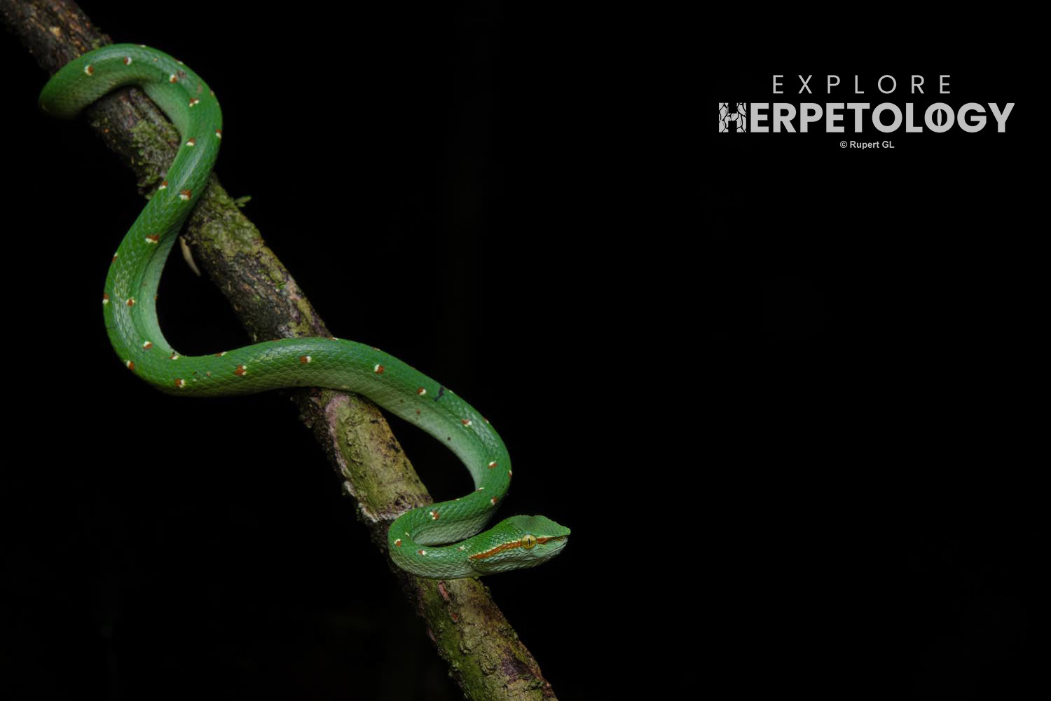 Male Wagler's pit-viper (Tropidolaemus wagleri)