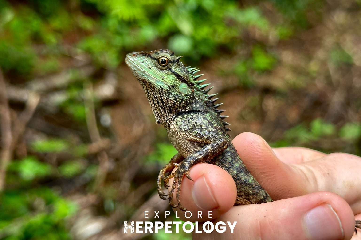 Forest crested lizard (Calotes emma)
