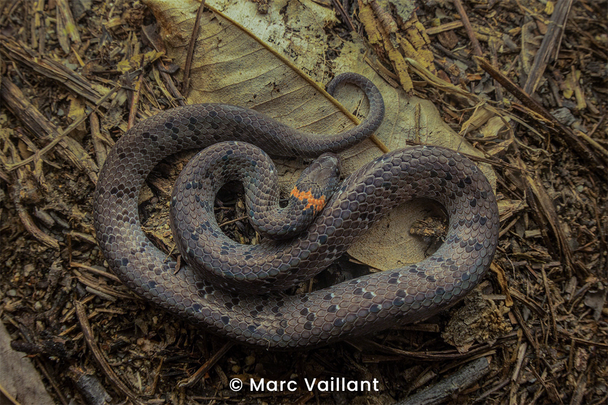 White-spotted slug snake (Pareas margaritophorus).