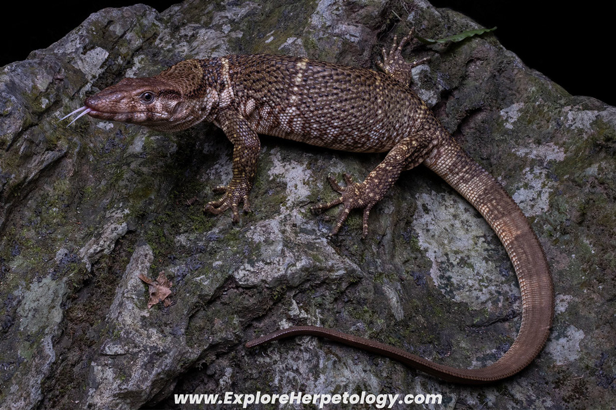 Dumeril's monitor (Varanus dumerilii).