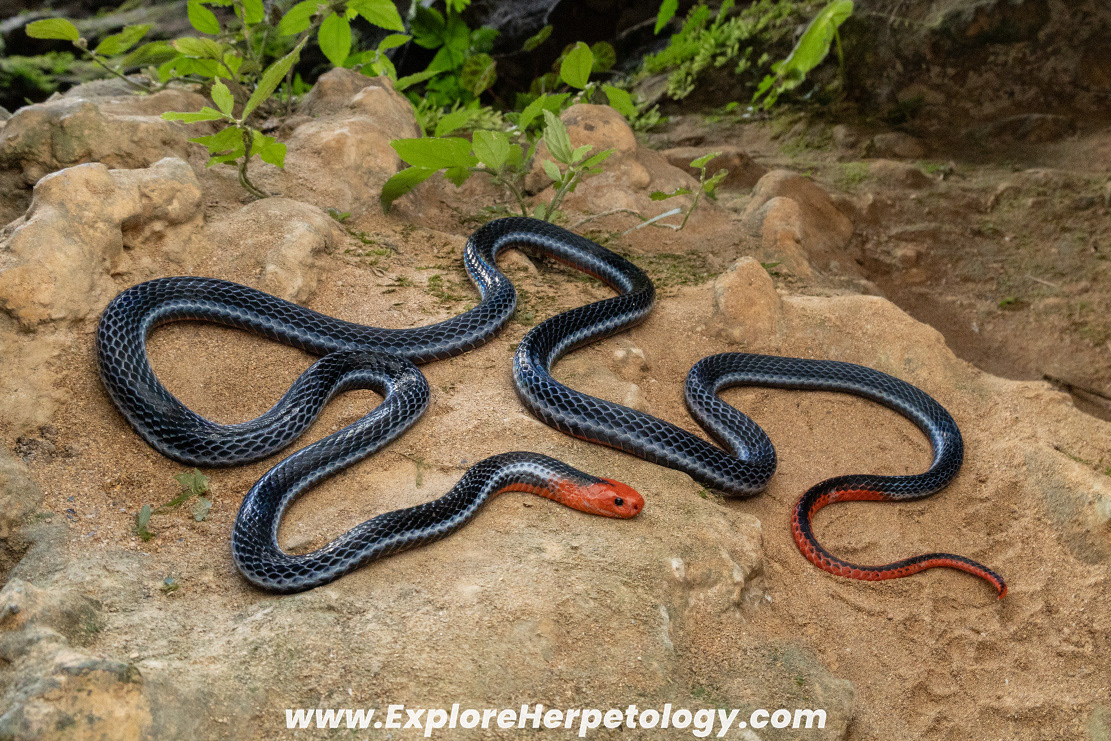 Blue coral snake (Calliophis bivirgata).