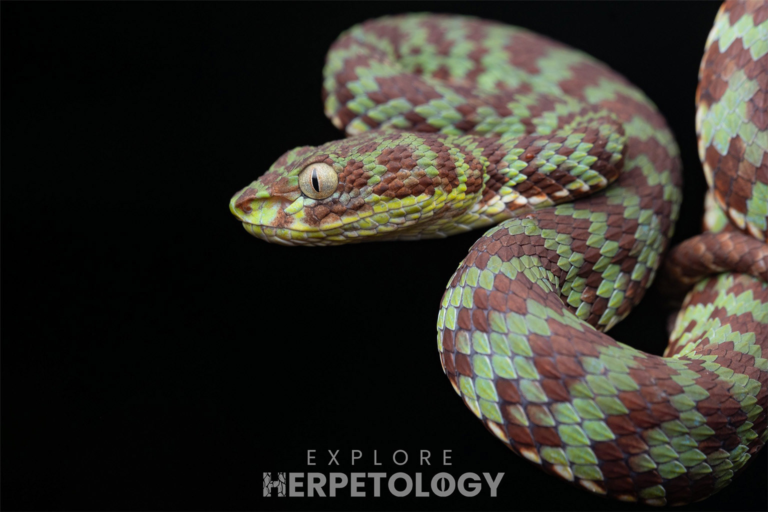 Beautiful pit viper (Trimeresurus venustus).