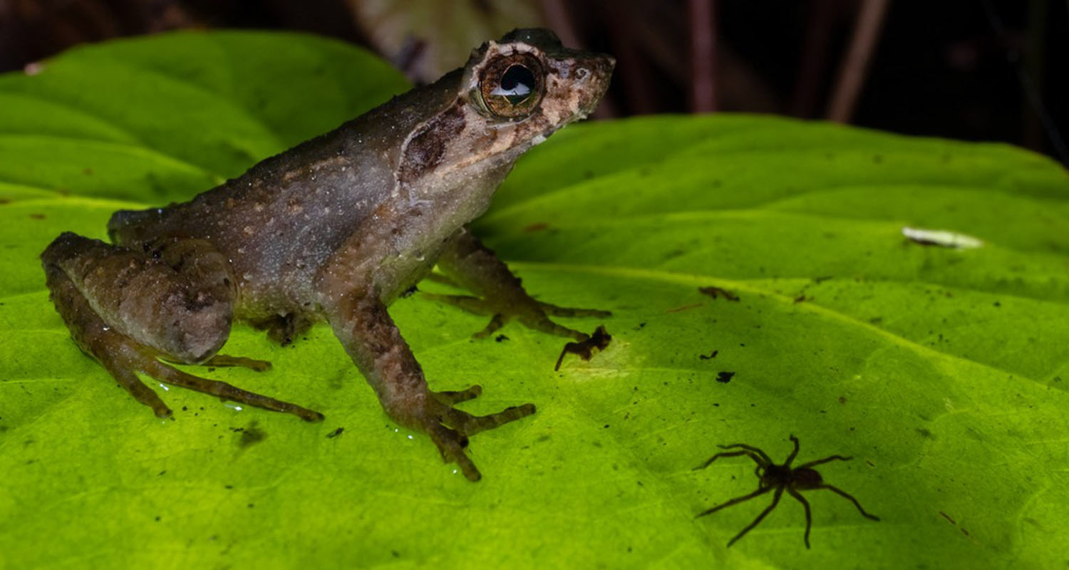 Long-legged horned frog (Megophrys longipes).