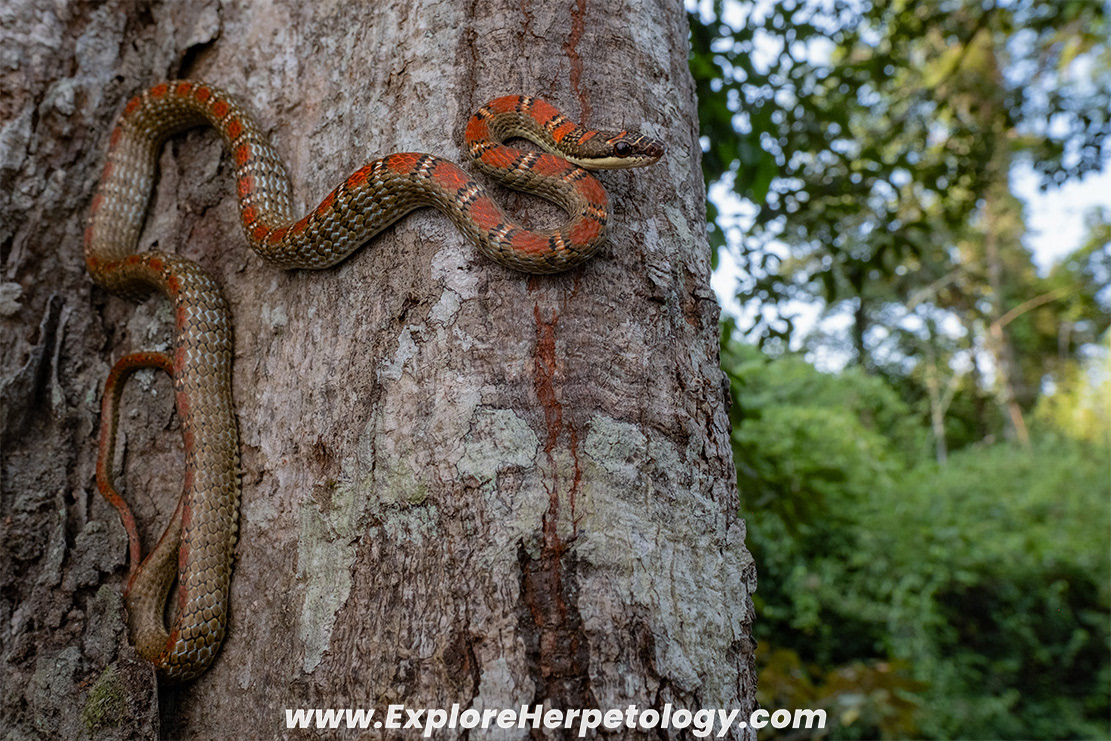 Twin-barred flying snake (Chrysopelea pelias).